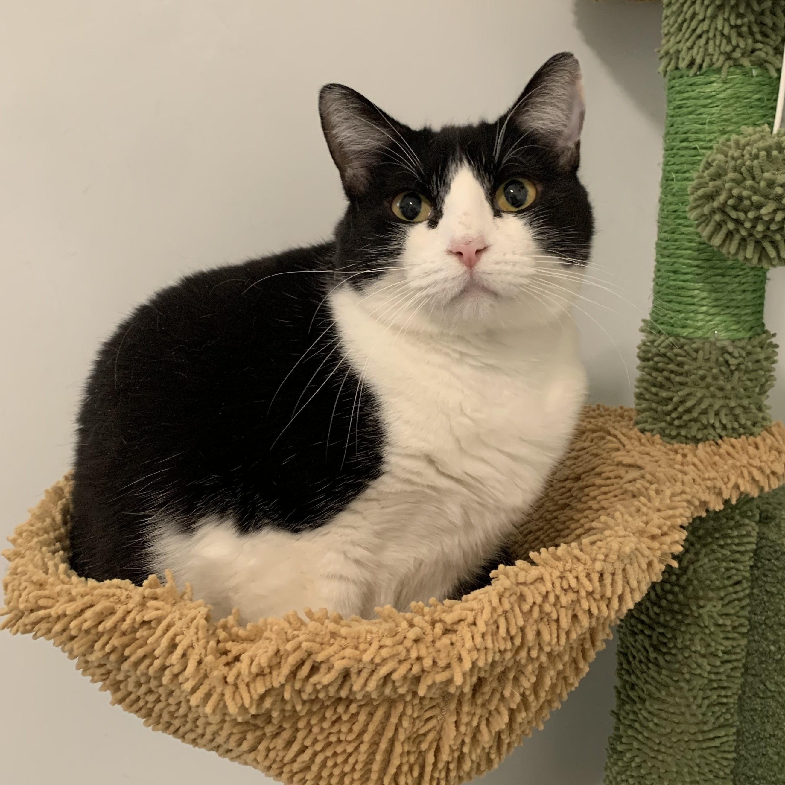 Dandelion, a Adoptable Domestic Short Hair in Lincoln, IL image 2/4