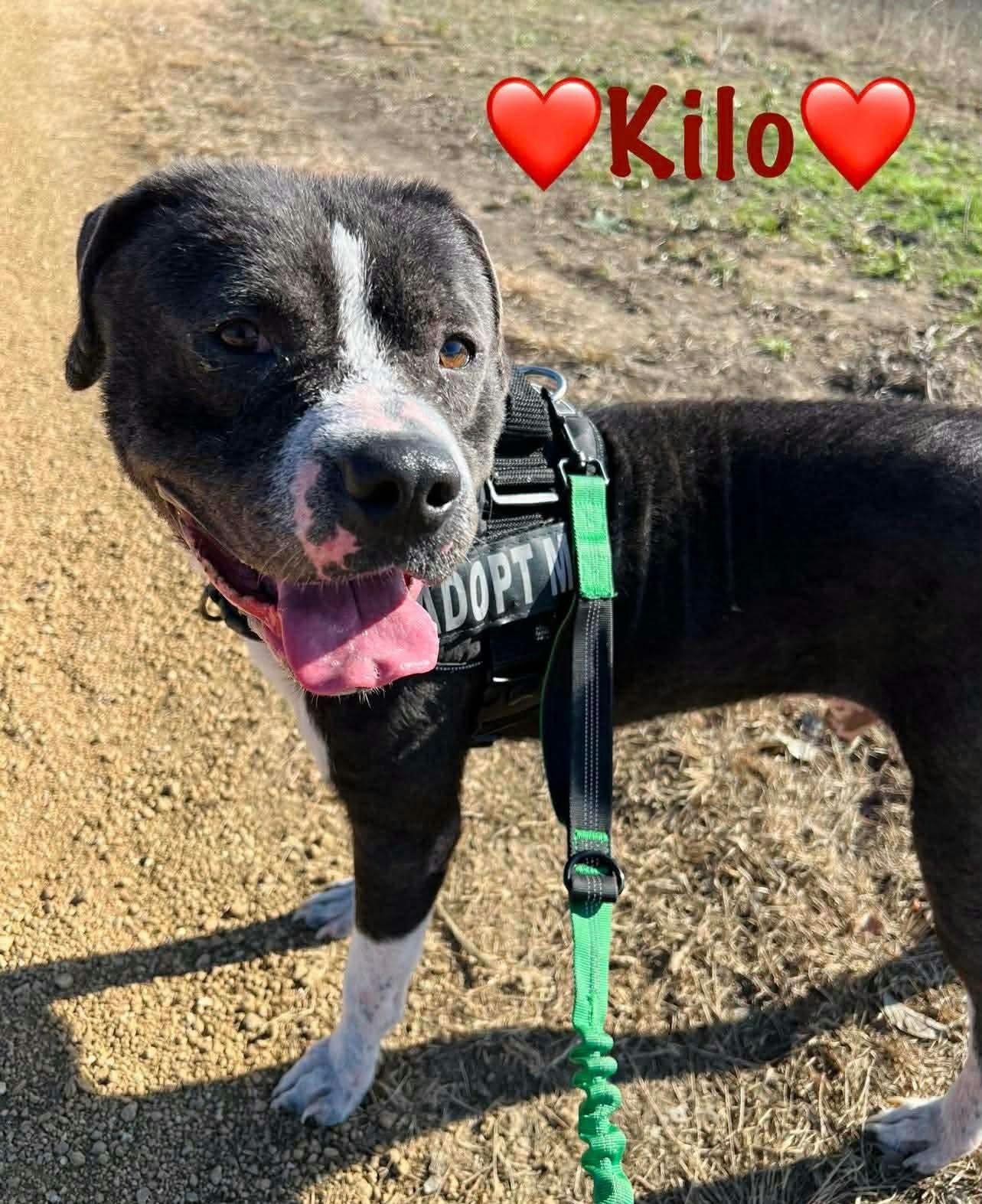 Enlarge Kilo, a ADOPTABLE mixed breed in Denton, TX image 3/4