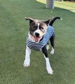 Enlarge Kilo, a ADOPTABLE mixed breed in Denton, TX image 1/4