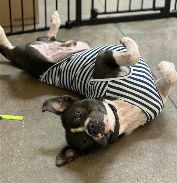 Enlarge Kilo, a ADOPTABLE mixed breed in Denton, TX image 2/4