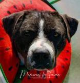 Enlarge Kilo, a ADOPTABLE mixed breed in Denton, TX image 4/4