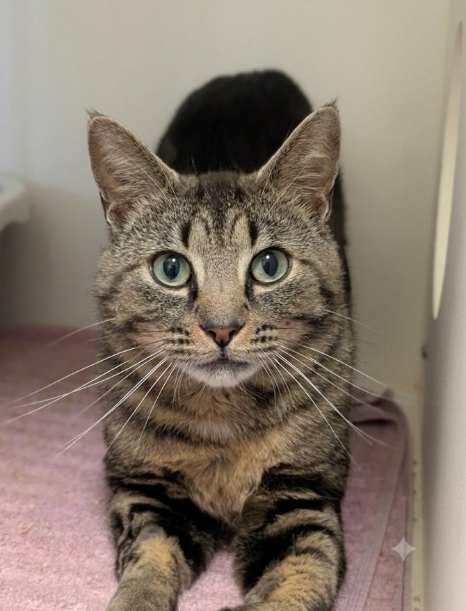 Enlarge Nugget, a ADOPTABLE Domestic Short Hair in Coquitlam, BC image 1/1