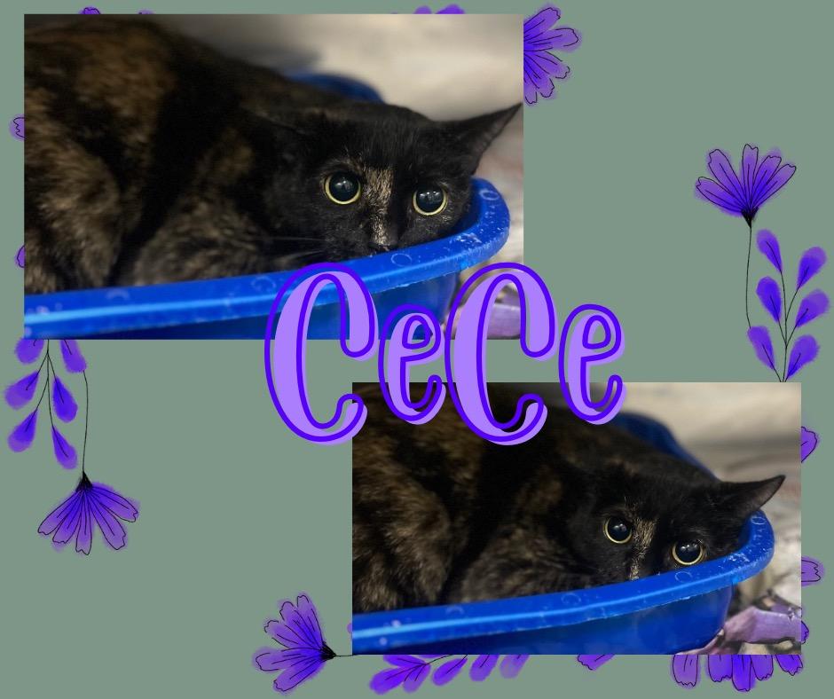 Enlarge CeCe, a Adoptable mixed breed in Hopkinsville, KY image 1/4
