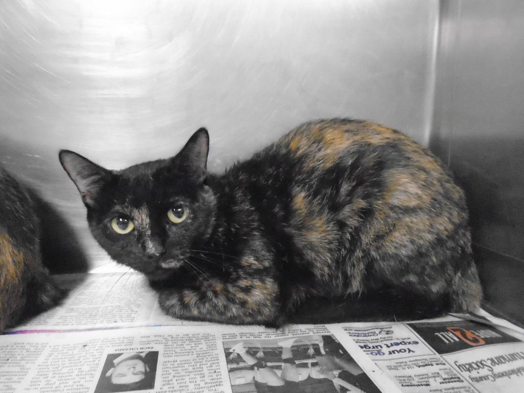 Enlarge CeCe, a Adoptable mixed breed in Hopkinsville, KY image 2/4