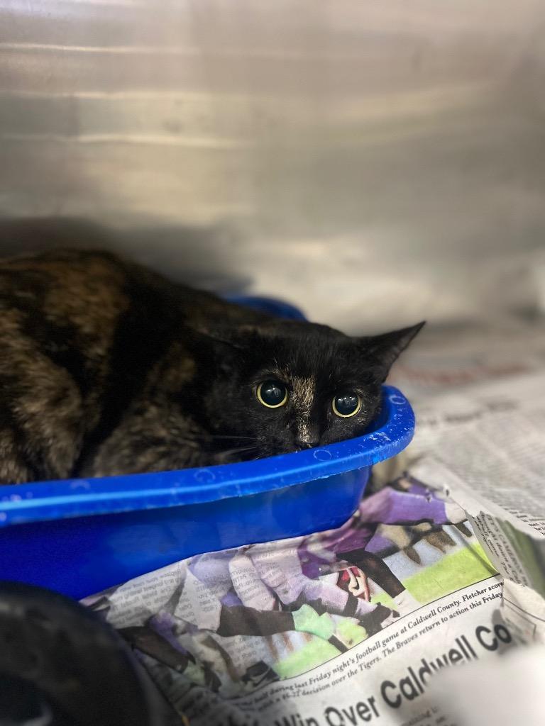 Enlarge CeCe, a Adoptable mixed breed in Hopkinsville, KY image 3/4