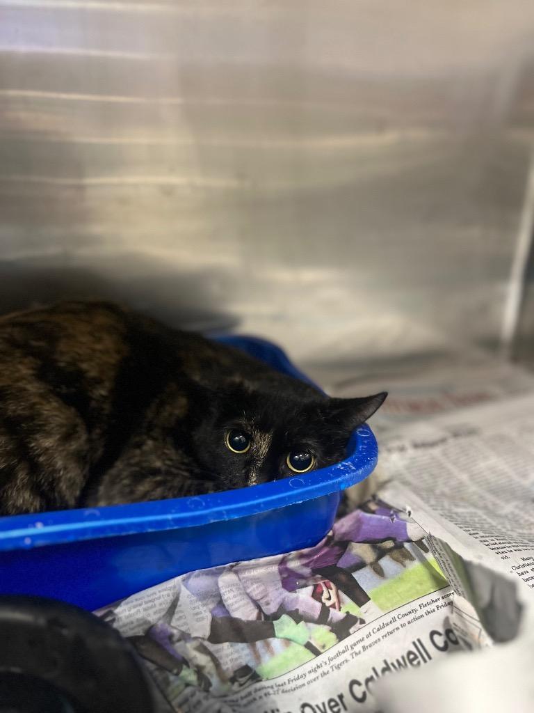 Enlarge CeCe, a Adoptable mixed breed in Hopkinsville, KY image 4/4