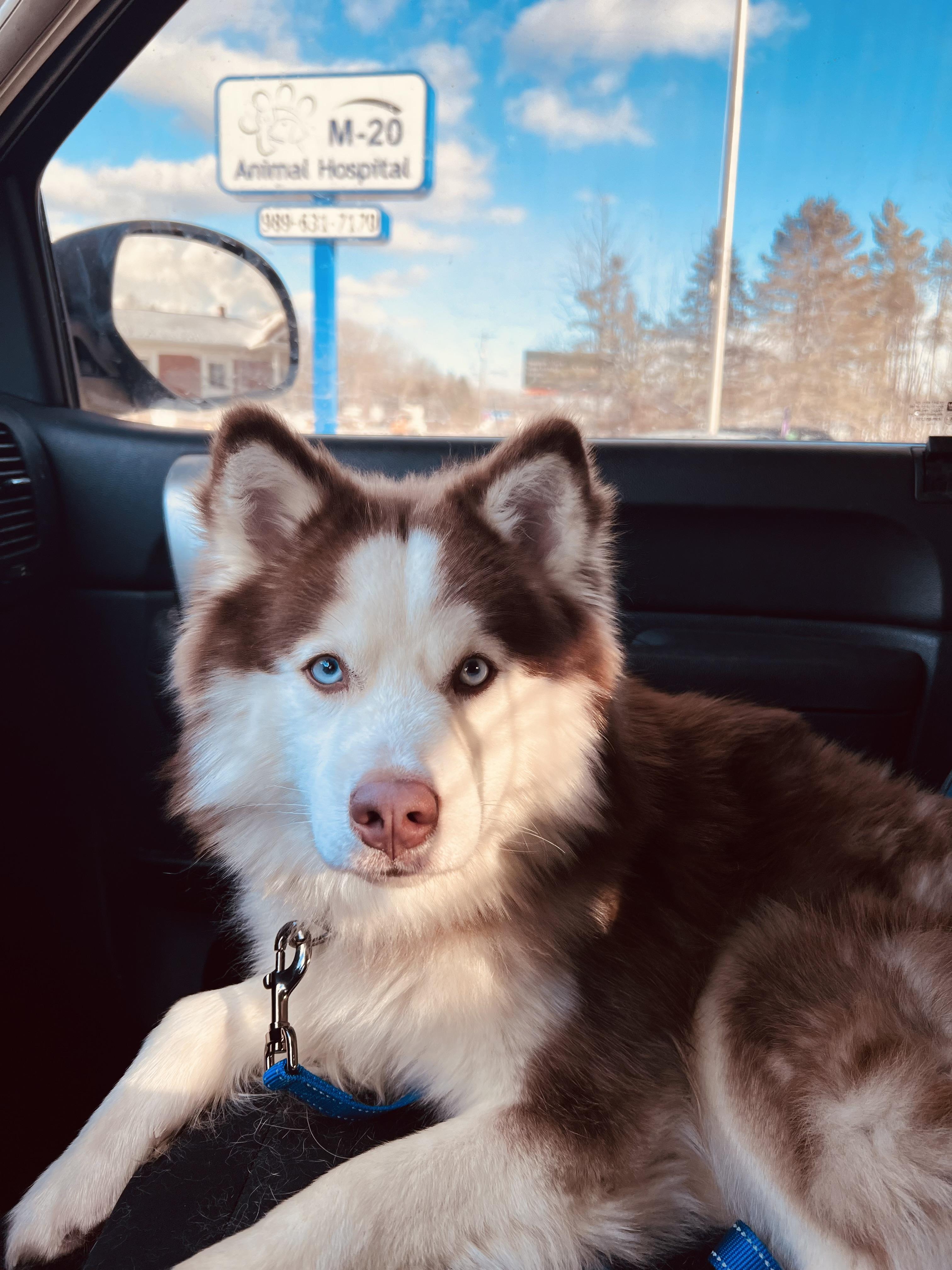 Enlarge Iggy, an adopted mixed breed in Saginaw, MI image 4/6