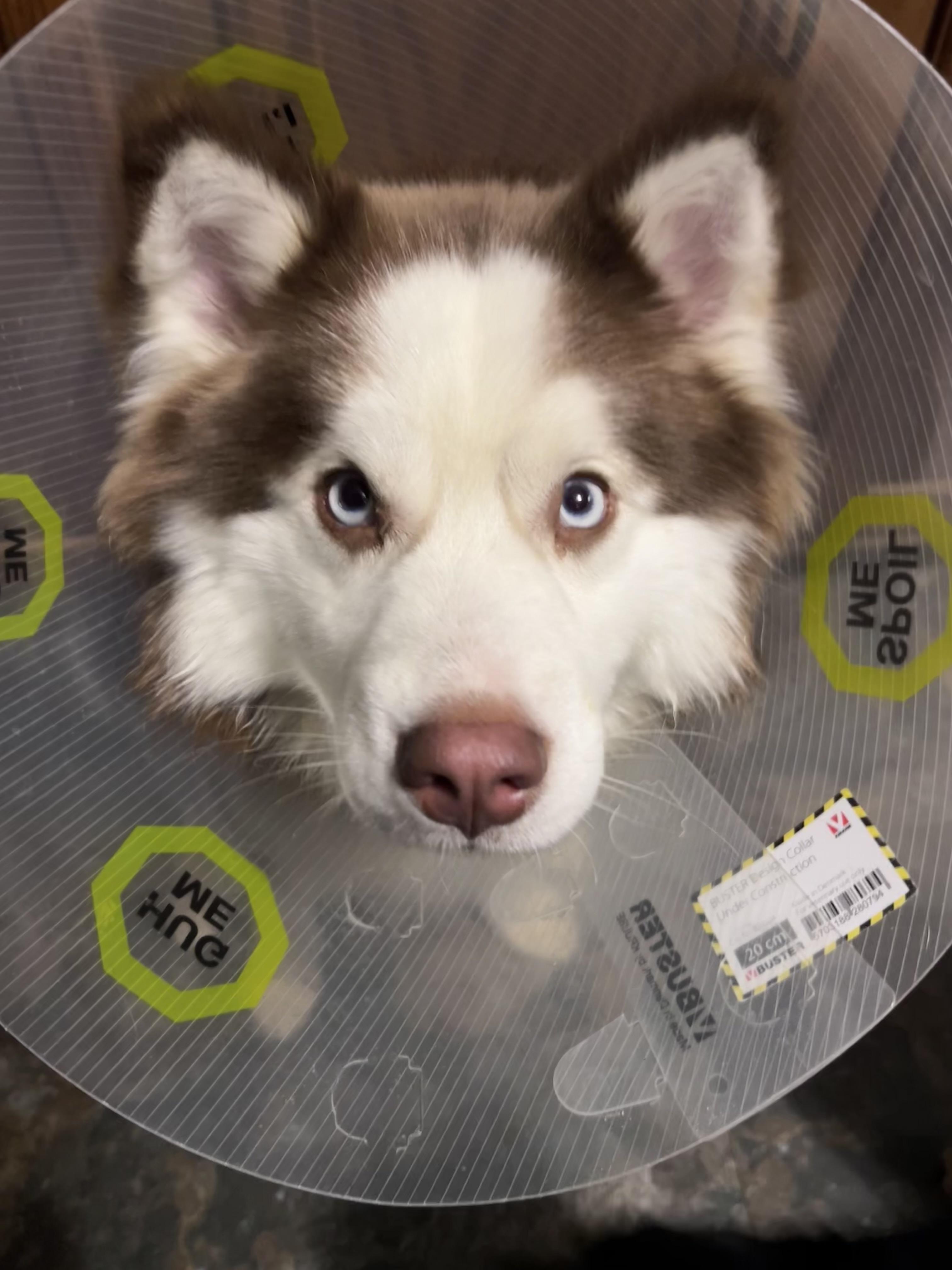 Enlarge Iggy, an adopted mixed breed in Saginaw, MI image 2/6