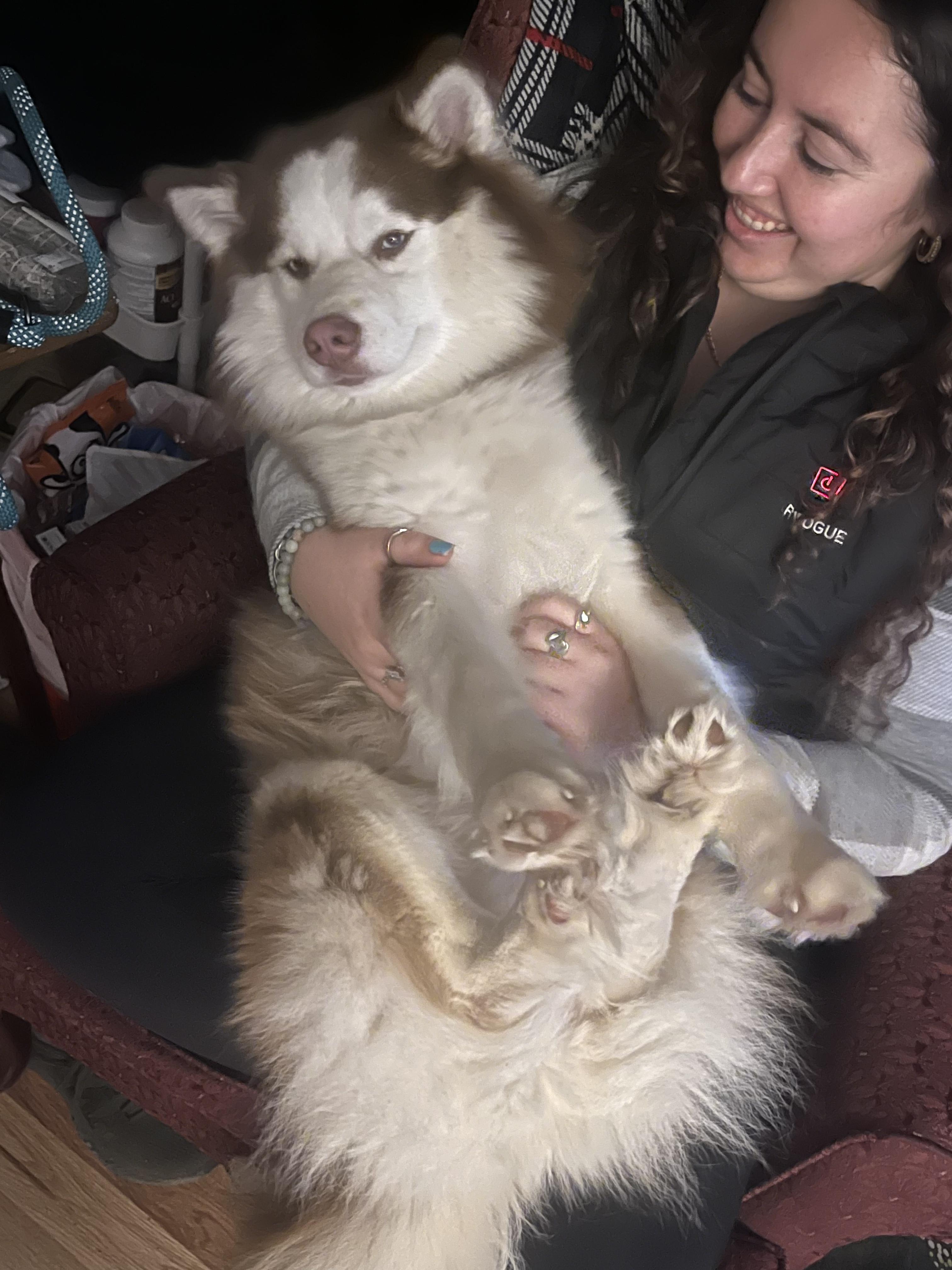 Enlarge Iggy, an adopted mixed breed in Saginaw, MI image 3/6