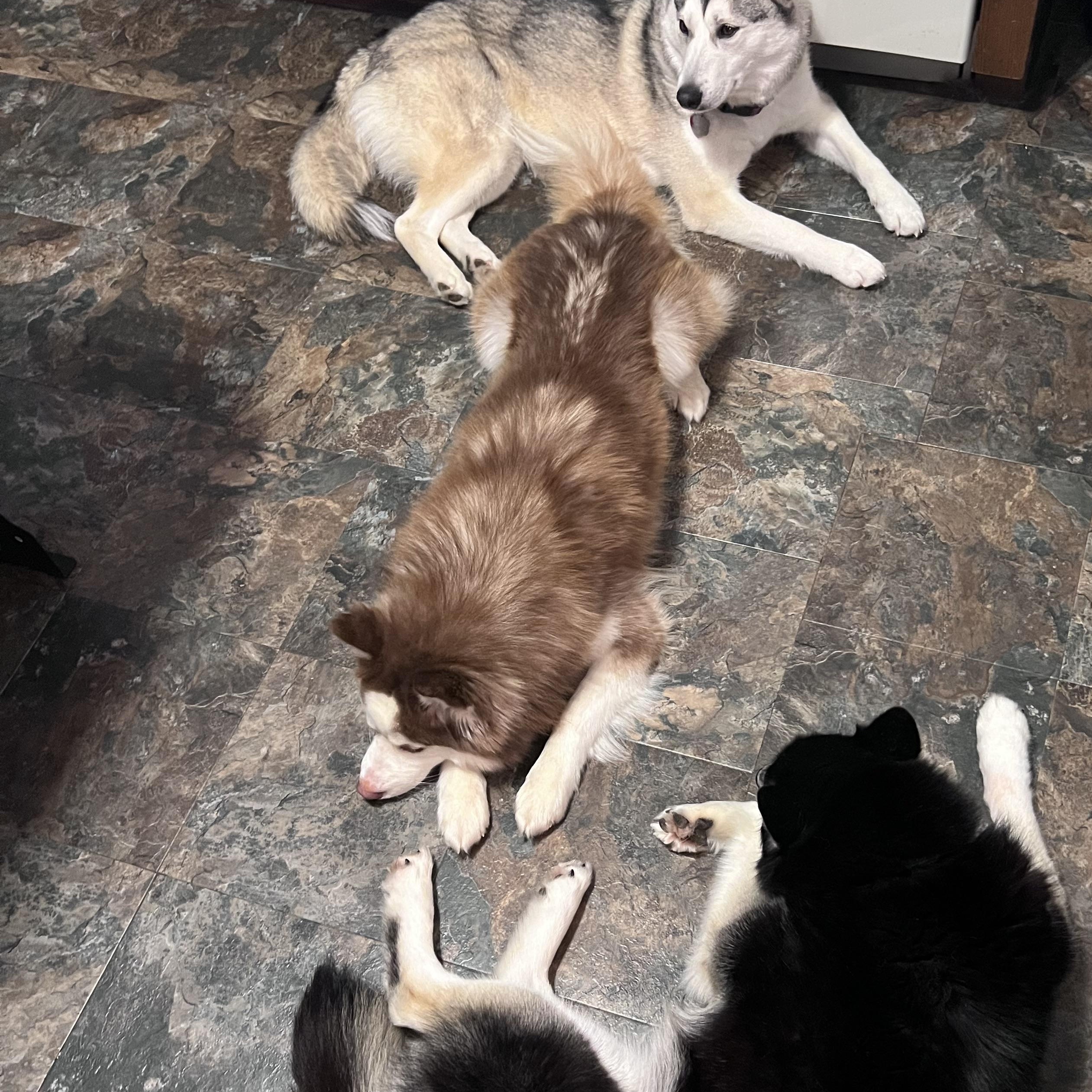 Enlarge Iggy, an adopted mixed breed in Saginaw, MI image 6/6