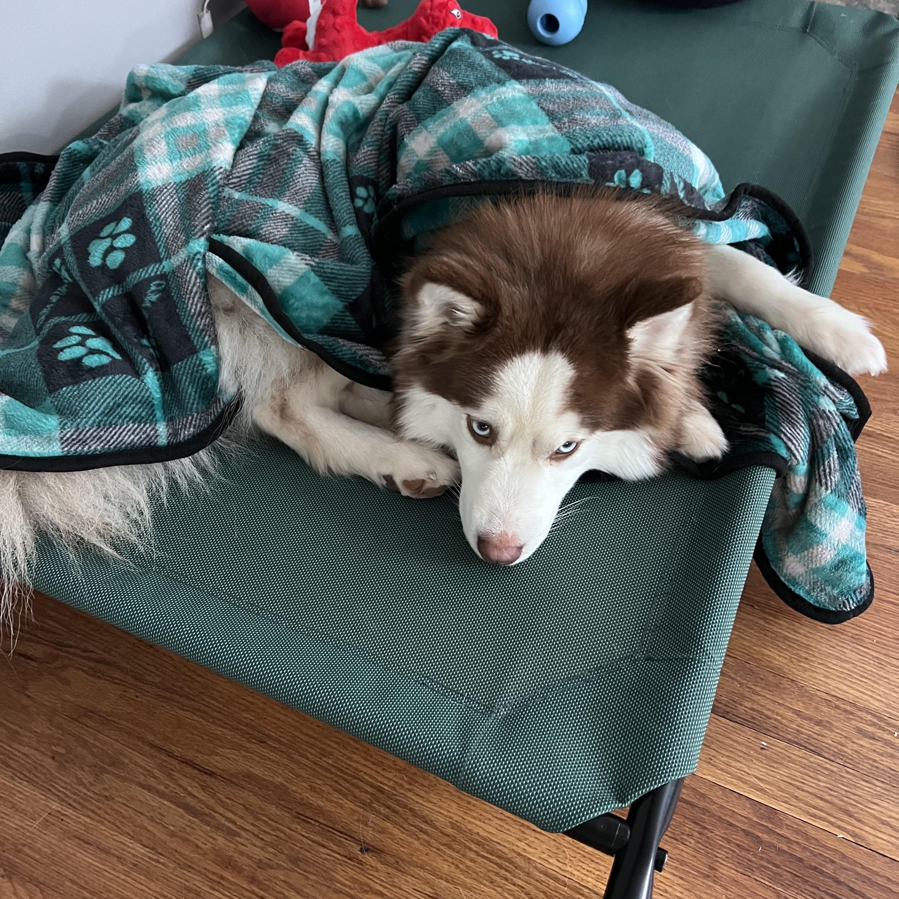 Enlarge Iggy, an adopted mixed breed in Saginaw, MI image 5/6