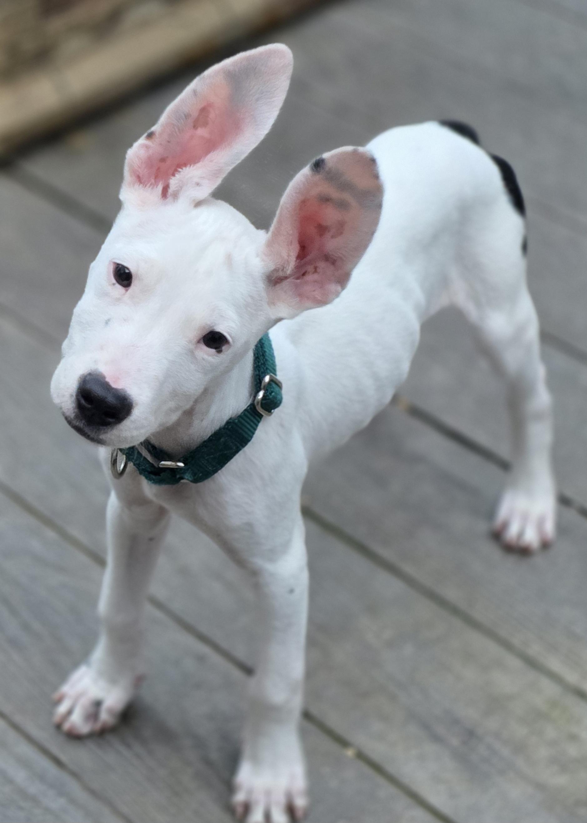 Uno, Adopted, Puppy Male Australian Cattle Dog / Blue Heeler & Border Collie.