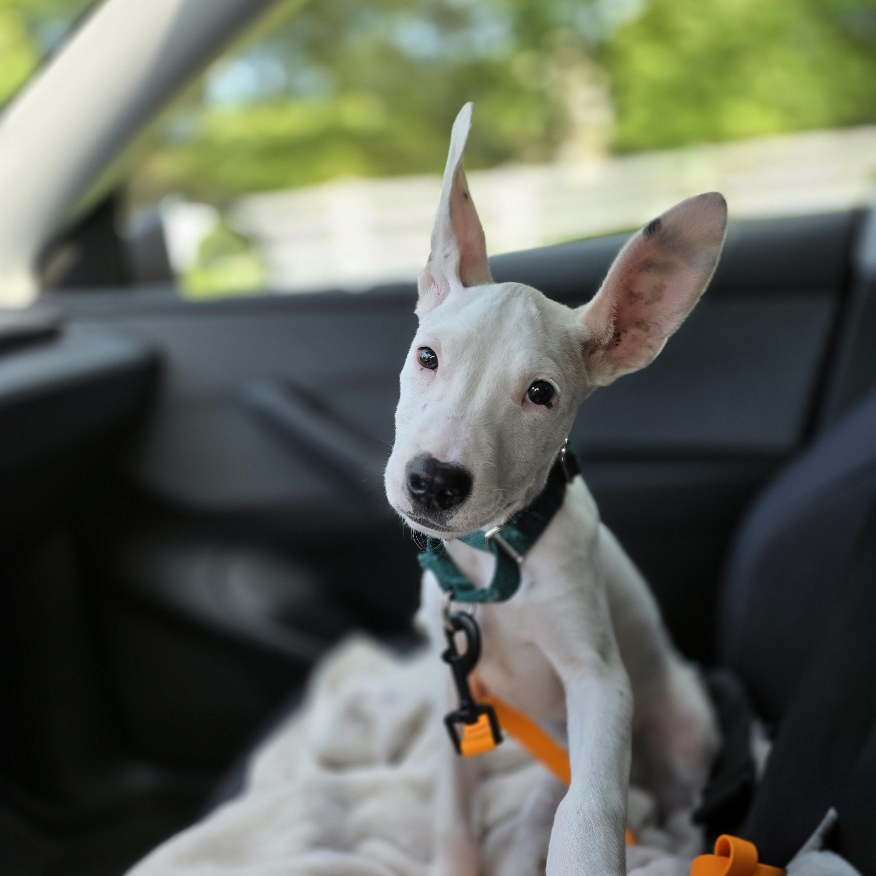 Enlarge Uno, a Adopted mixed breed in Blue Bell, PA image 5/6