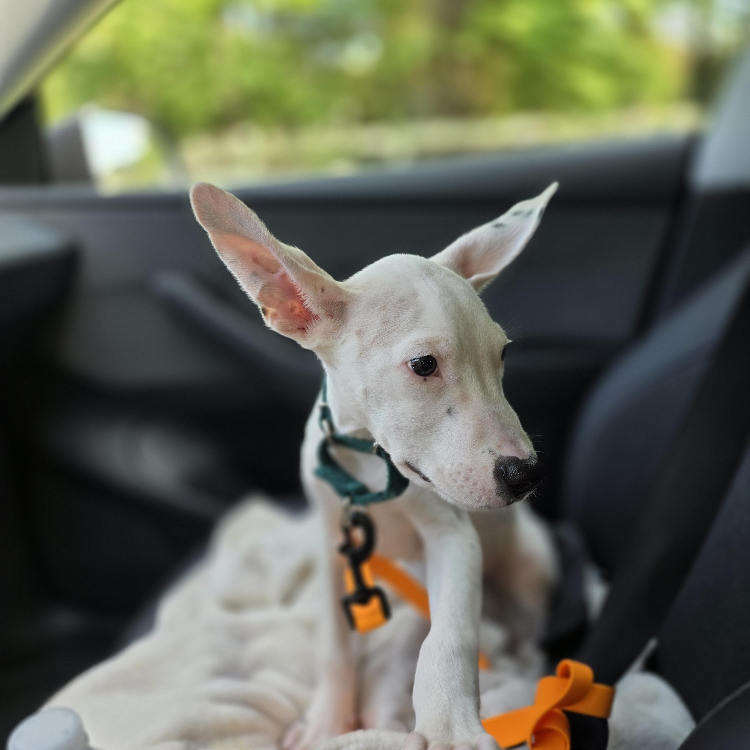Enlarge Uno, a Adopted mixed breed in Blue Bell, PA image 6/6