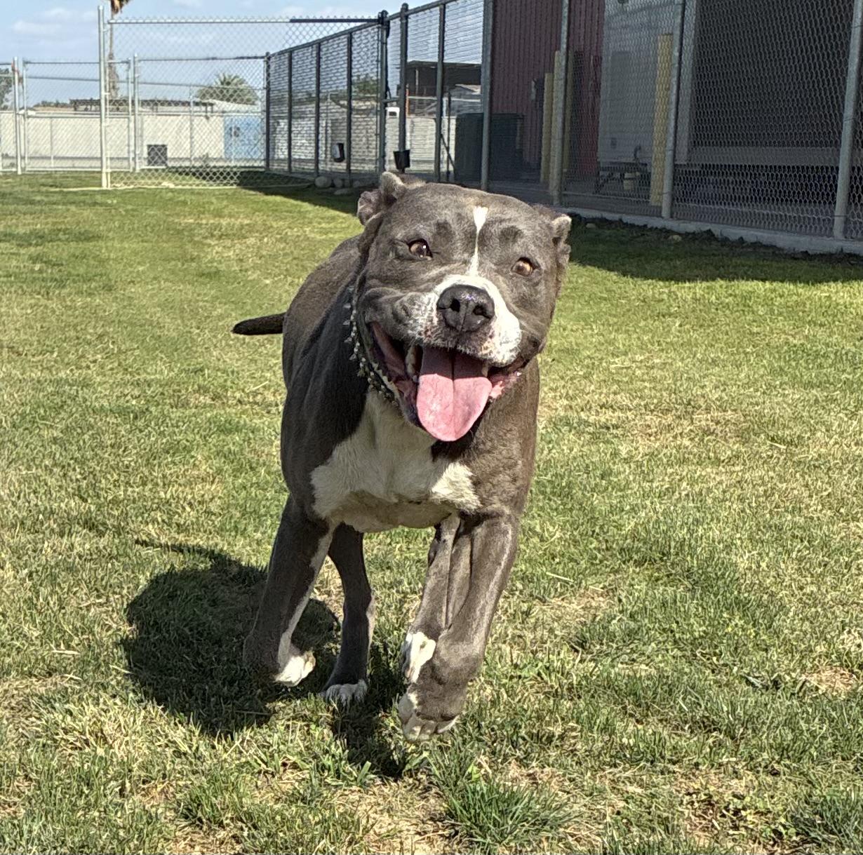 Bunny, Adopted, Adult Female Staffordshire Bull Terrier.