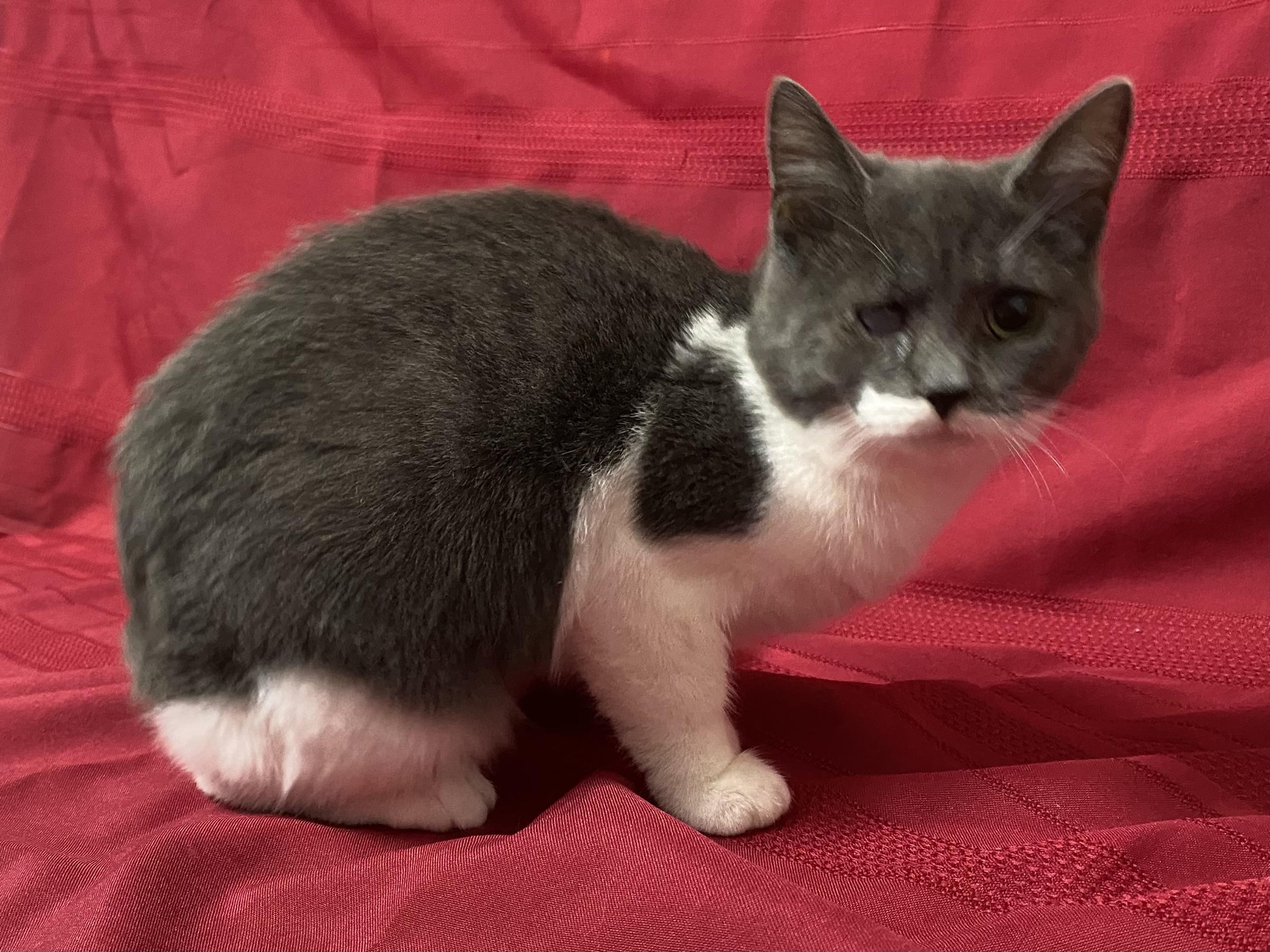 Whisper, a Adoptable Domestic Short Hair in Stanstead, QC image 5/5