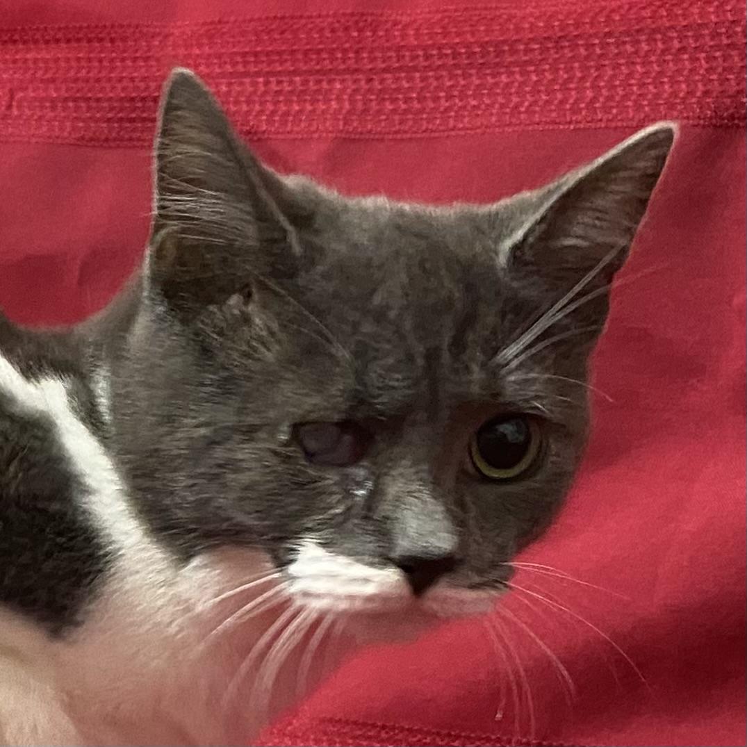 Whisper, a Adoptable Domestic Short Hair in Stanstead, QC image 4/5