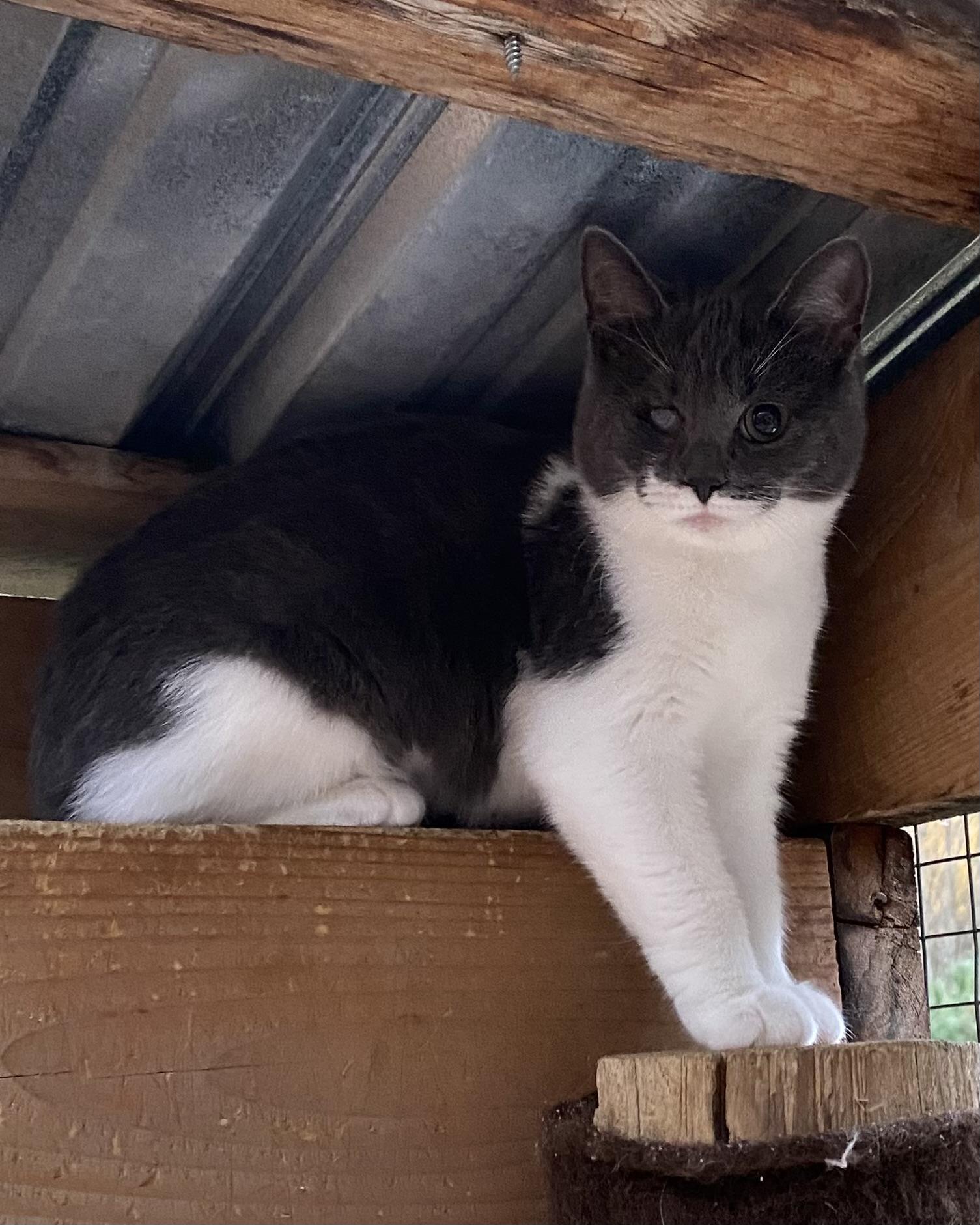 Whisper, a Adoptable Domestic Short Hair in Stanstead, QC image 3/5