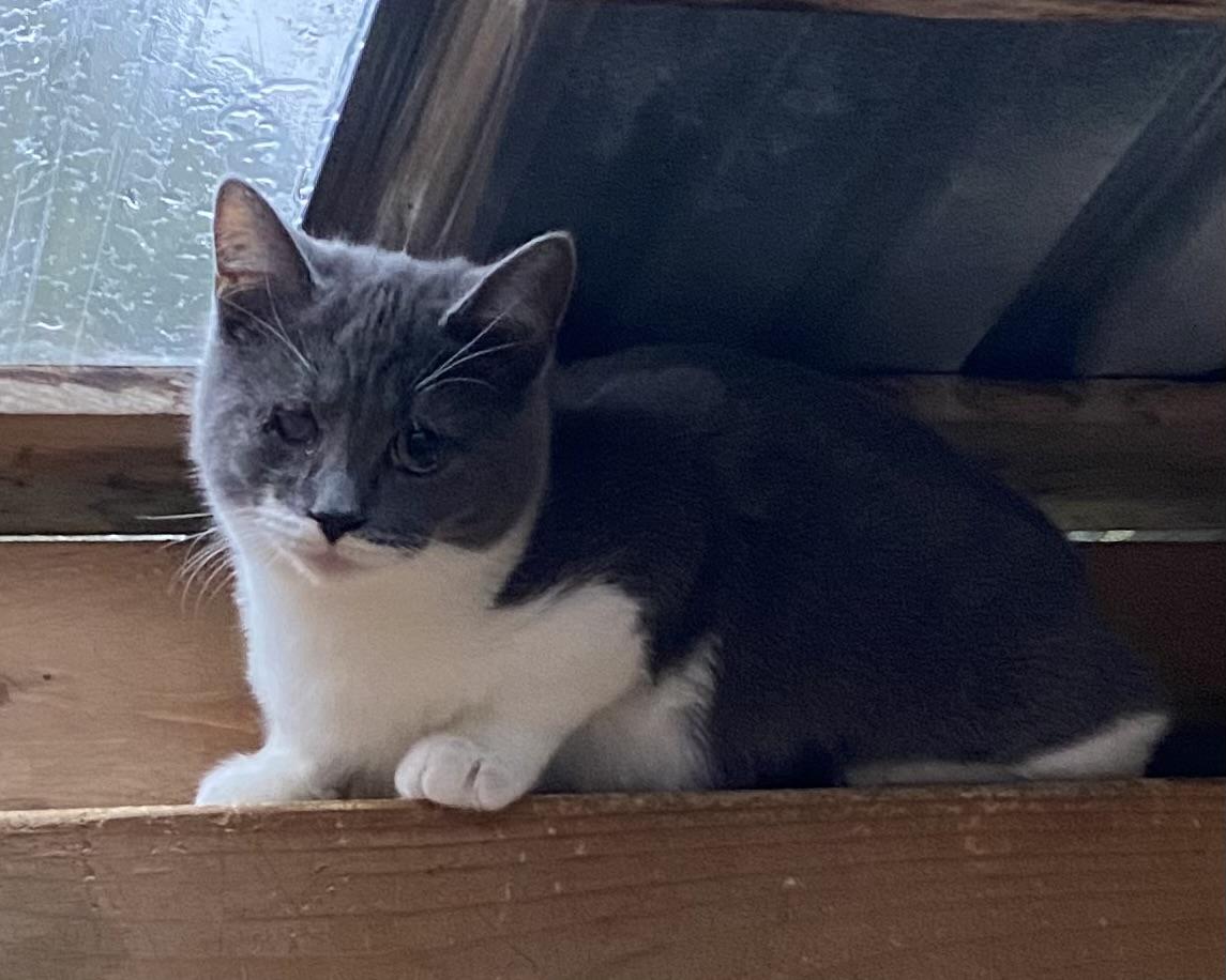 Whisper, a Adoptable Domestic Short Hair in Stanstead, QC image 1/5