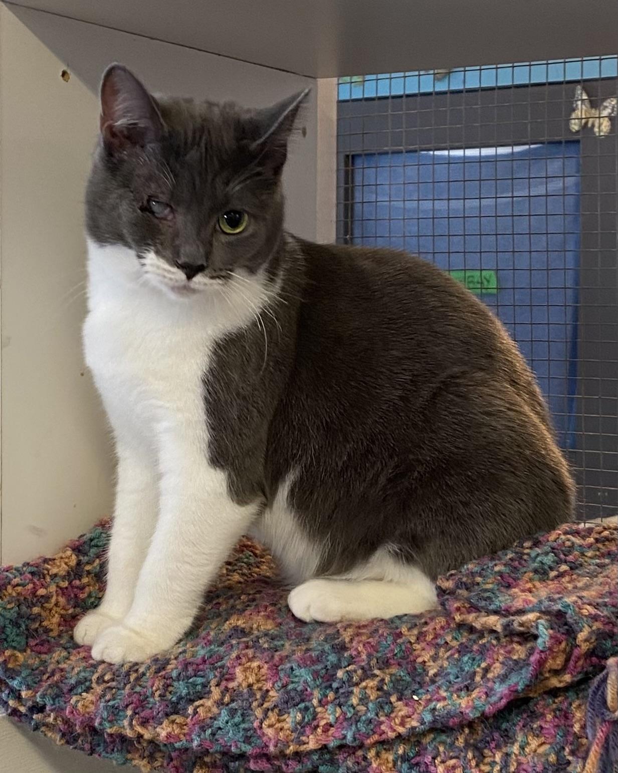 Enlarge Whisper, a Adoptable Domestic Short Hair in Stanstead, QC image 3/6