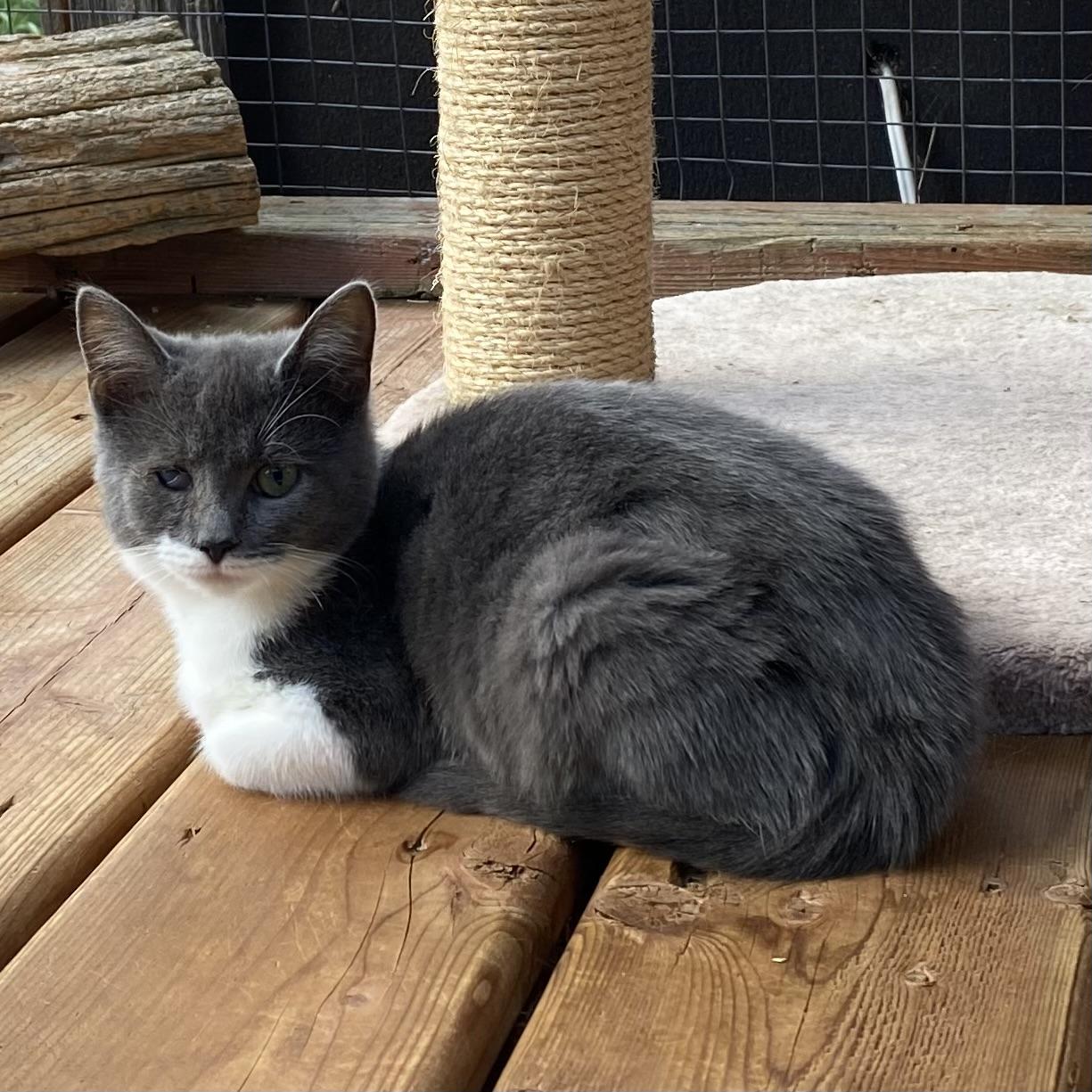 Whisper, a Adoptable Domestic Short Hair in Stanstead, QC image 2/5