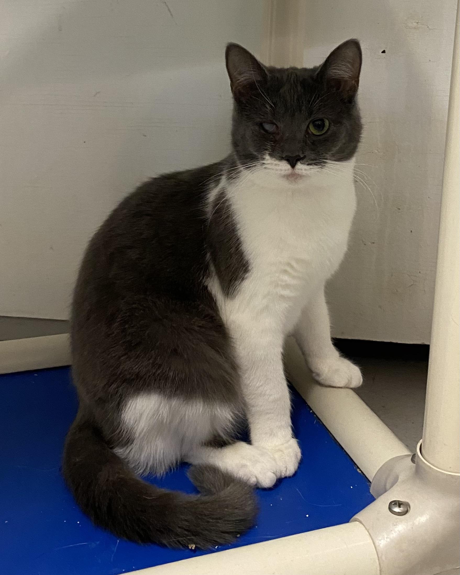 Enlarge Whisper, a Adoptable Domestic Short Hair in Stanstead, QC image 6/6