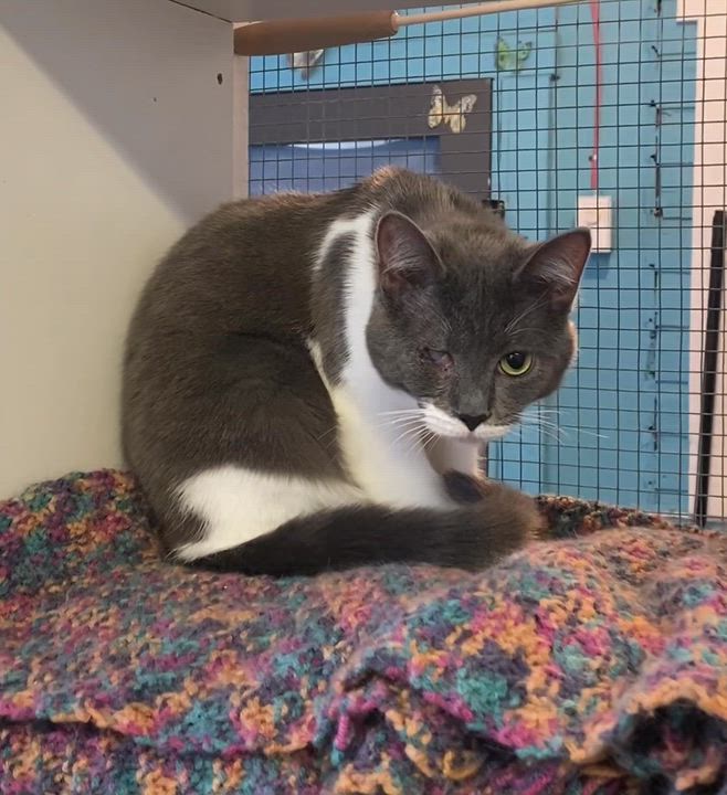 Enlarge Whisper, a Adoptable Domestic Short Hair in Stanstead, QC video 2/6