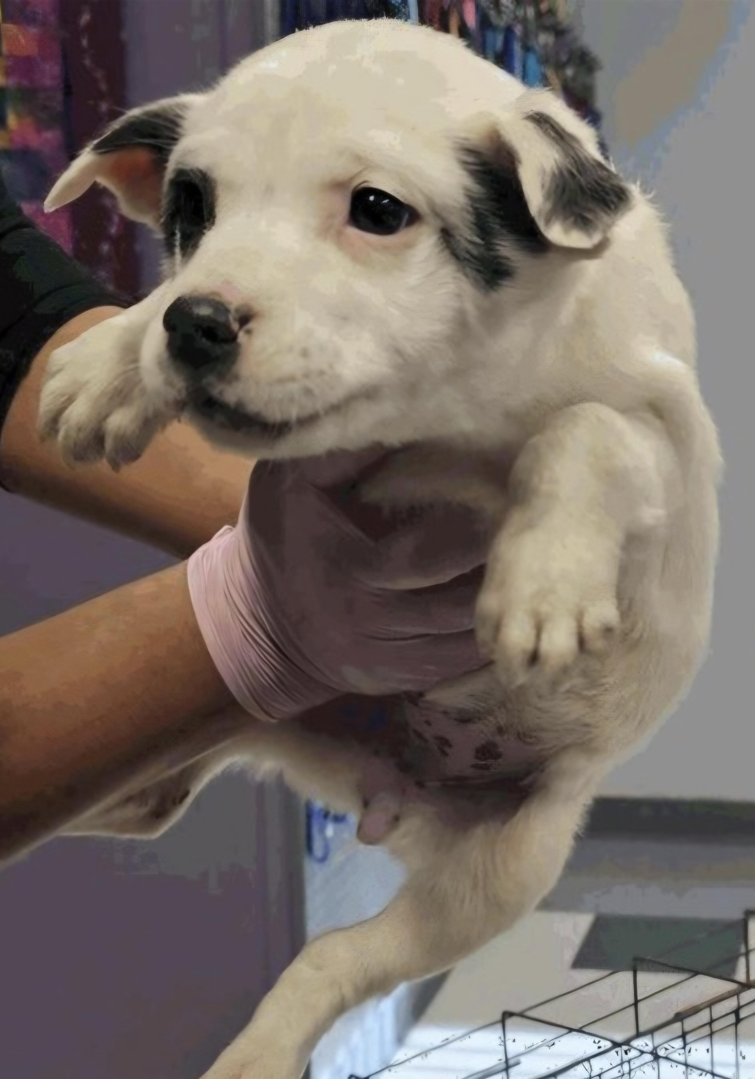 Enlarge GRETCHEN, a ADOPTABLE mixed breed in Salt Lake City, UT image 1/1