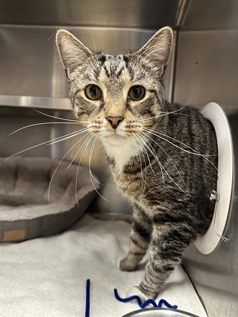 TOMMY, Adoptable, Adult Male Domestic Short Hair.