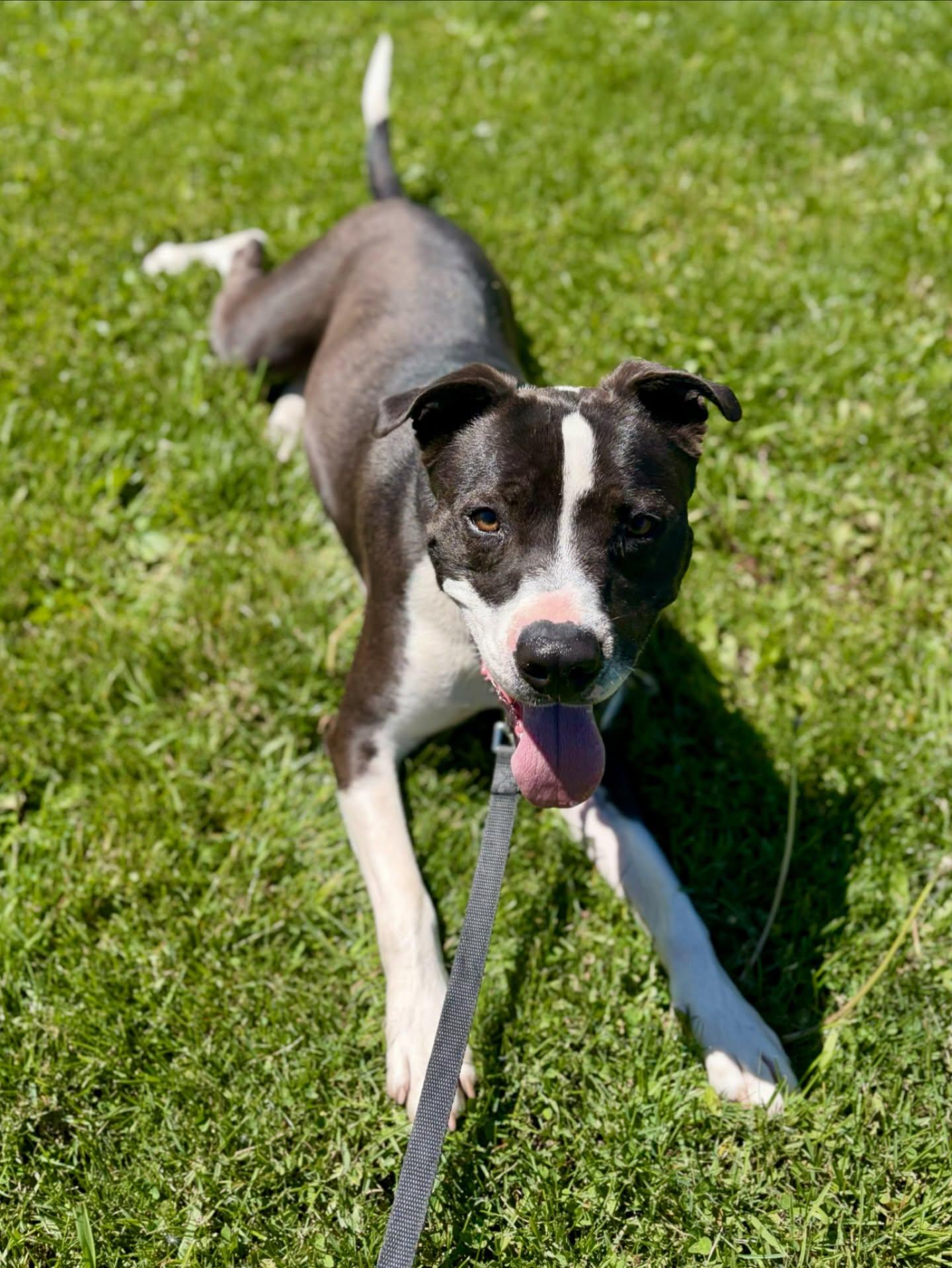 Timmy, Adoptable, Young Male Mixed Breed.