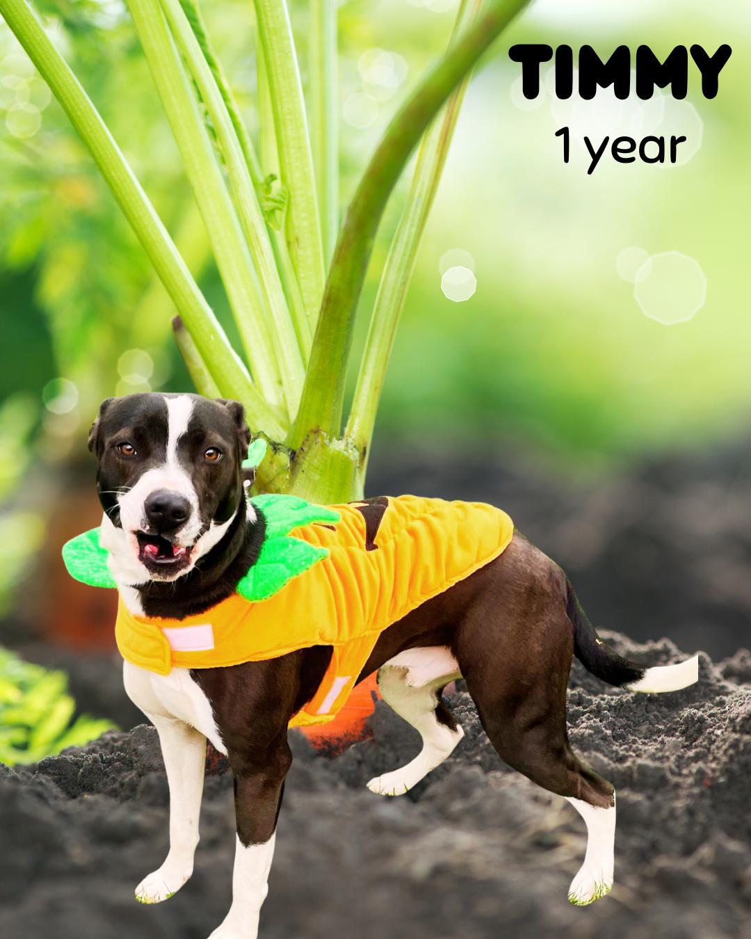 Timmy, a Adoptable Mixed Breed in Rock Hill, NY image 3/3