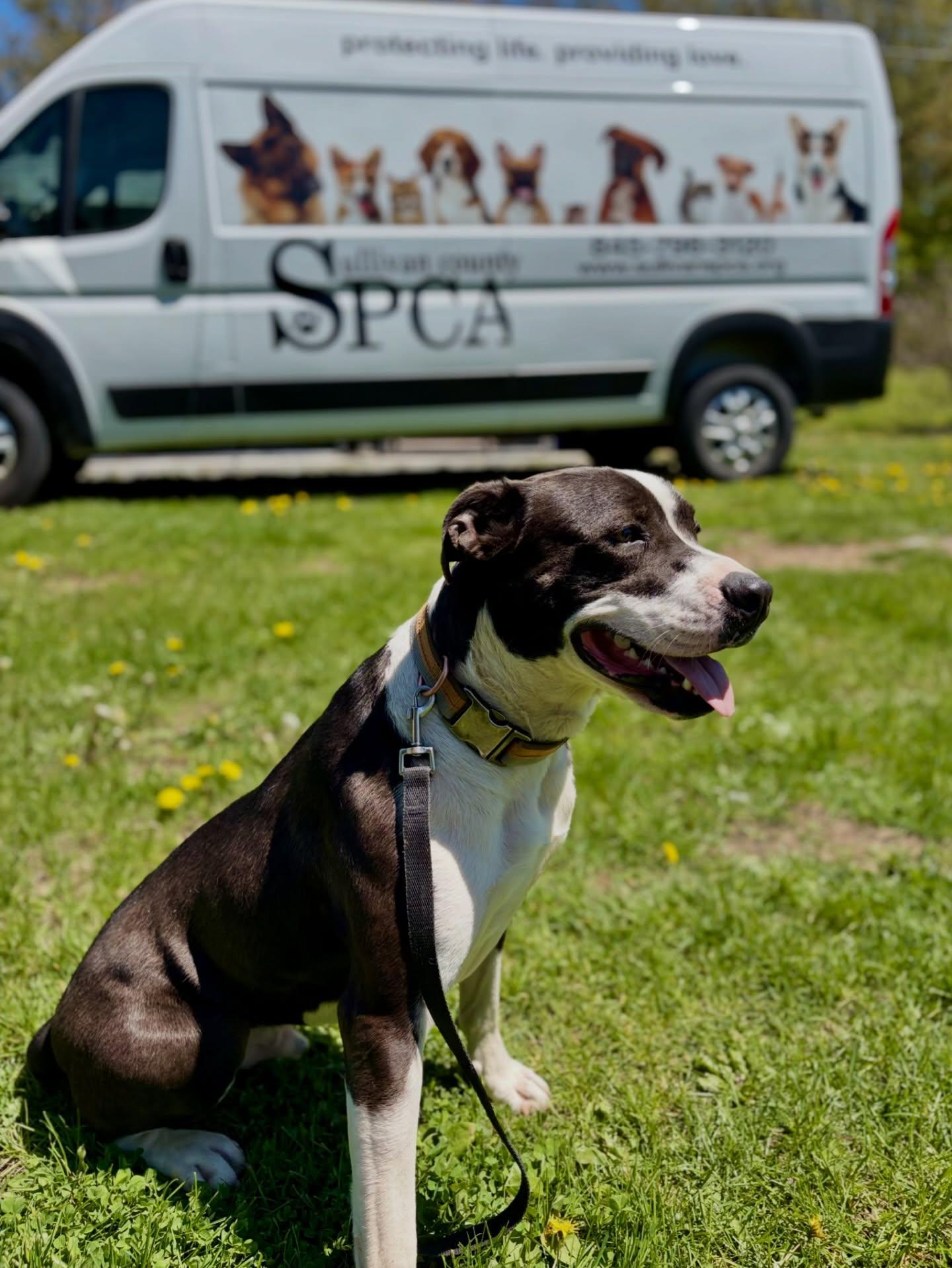 Enlarge Timmy, a Adoptable Mixed Breed in Rock Hill, NY image 2/4