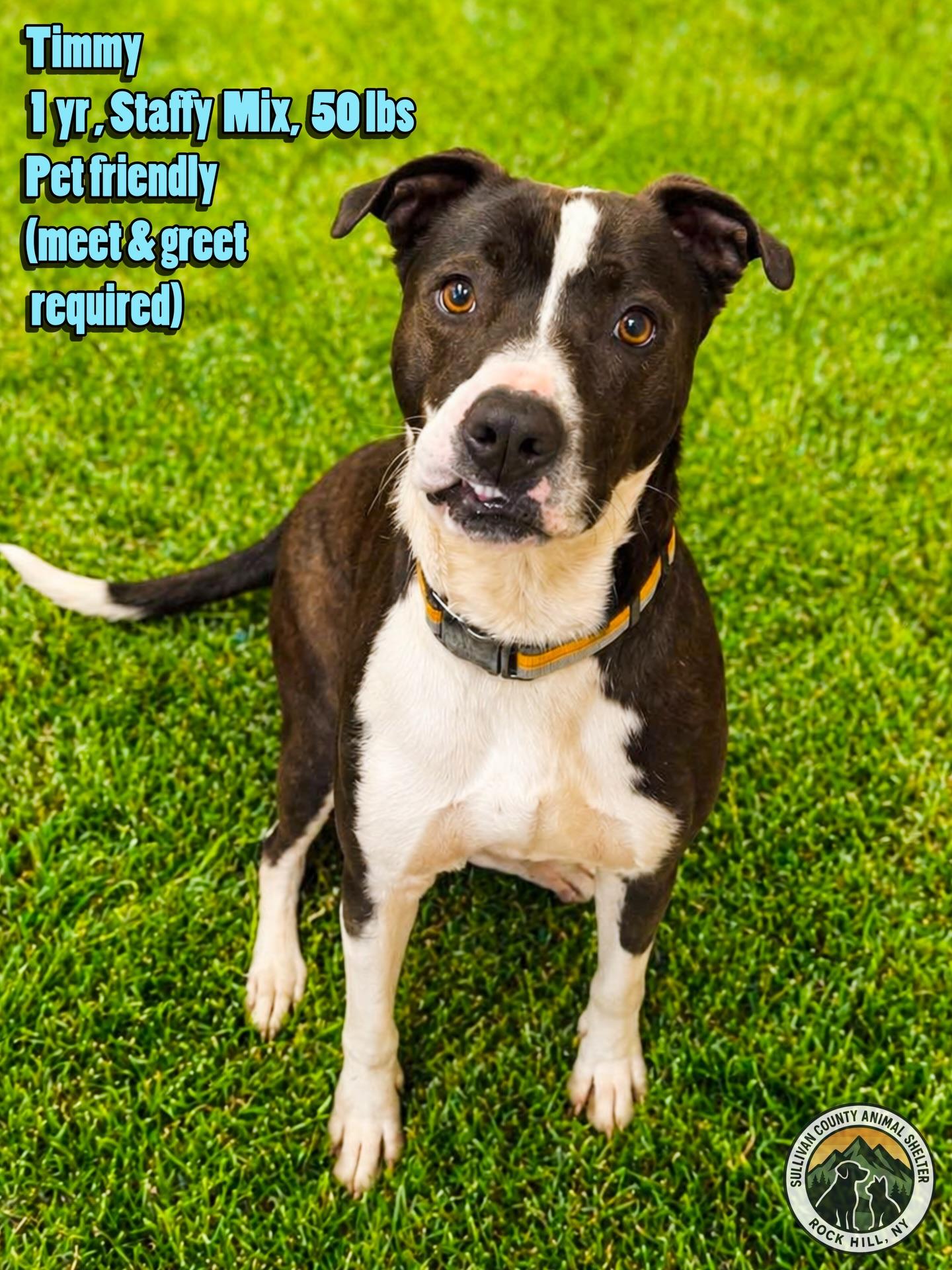 Enlarge Timmy, a Adoptable Mixed Breed in Rock Hill, NY image 4/4