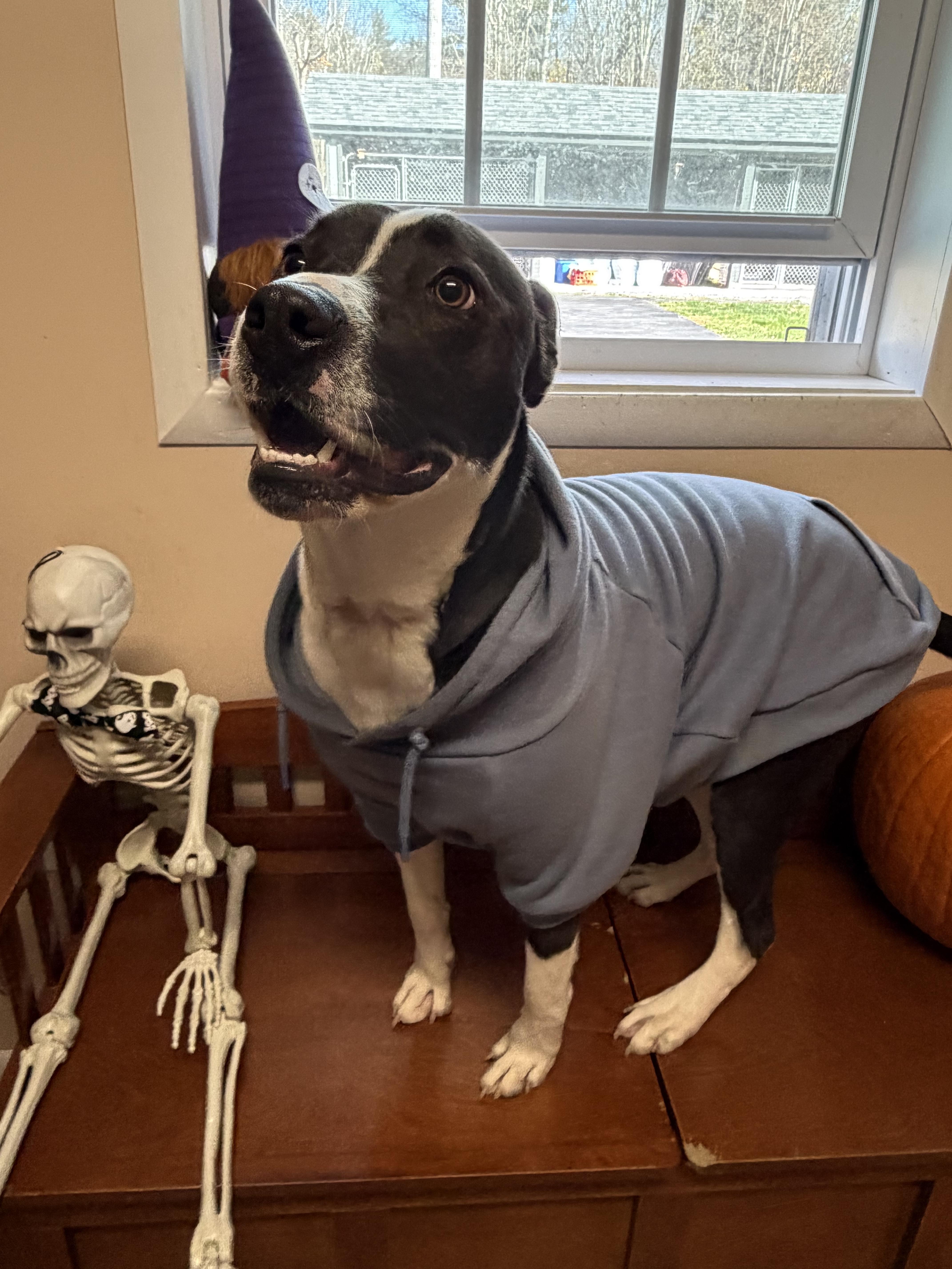 Timmy, a Adoptable Mixed Breed in Rock Hill, NY image 2/3