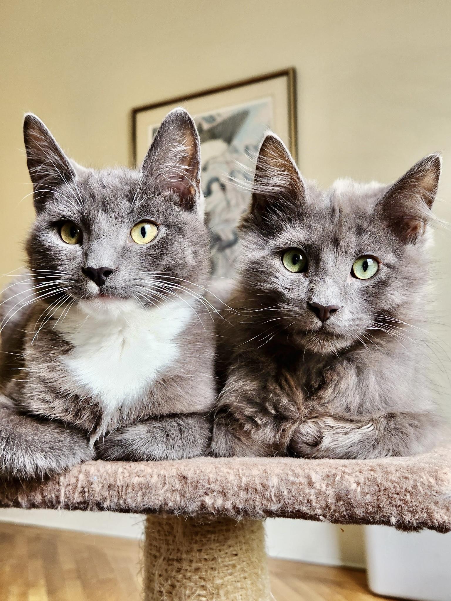 Enlarge Cloud (Bonded with Ash), a Adopted Domestic Short Hair in San Francisco, CA image 1/6