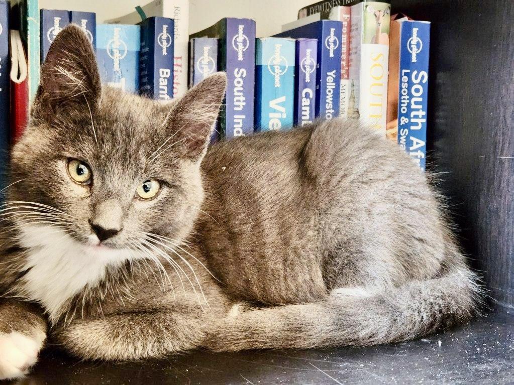 Enlarge Cloud (Bonded with Ash), a Adopted Domestic Short Hair in San Francisco, CA image 2/6