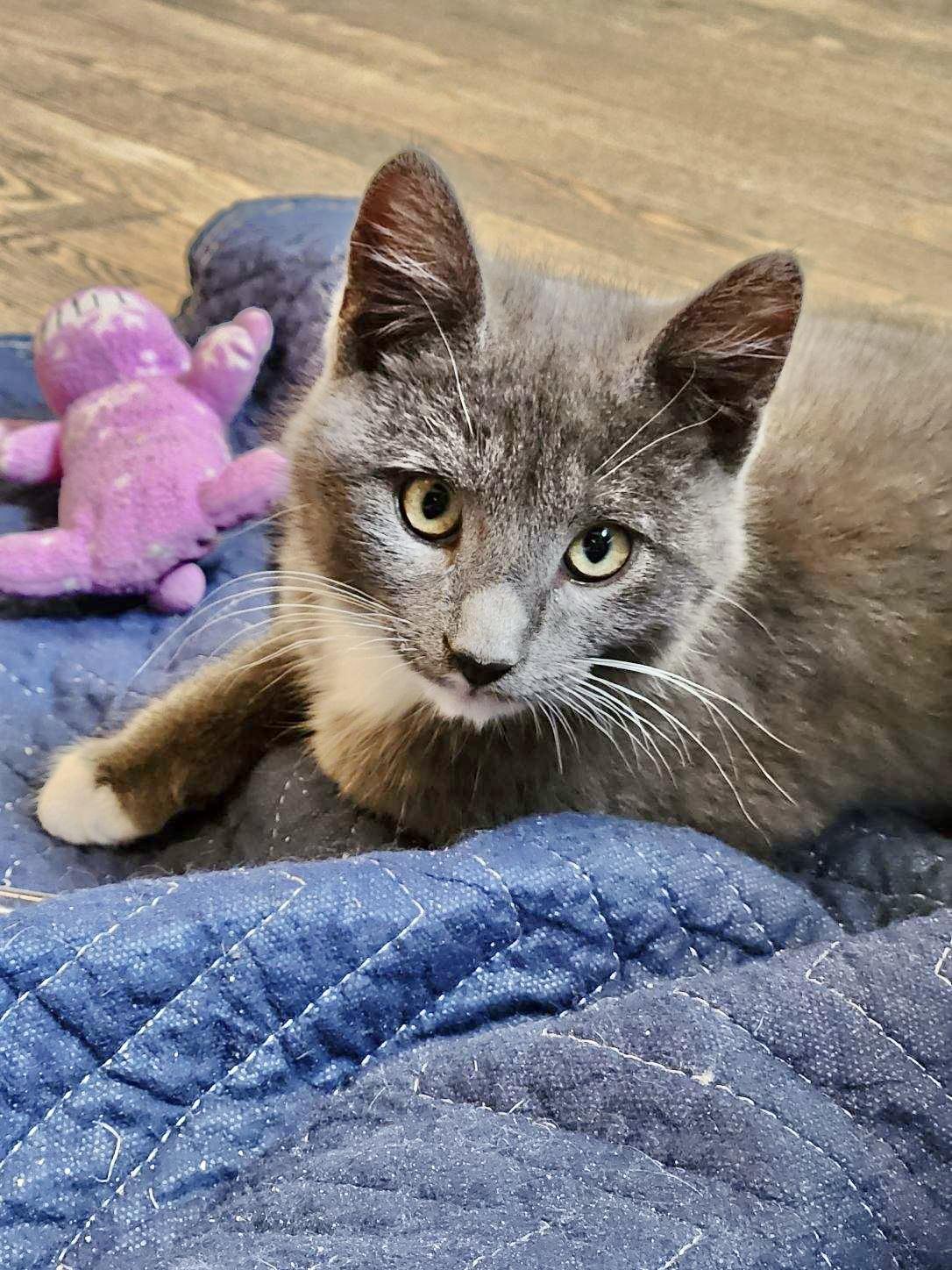 Enlarge Cloud (Bonded with Ash), a Adopted Domestic Short Hair in San Francisco, CA image 3/6