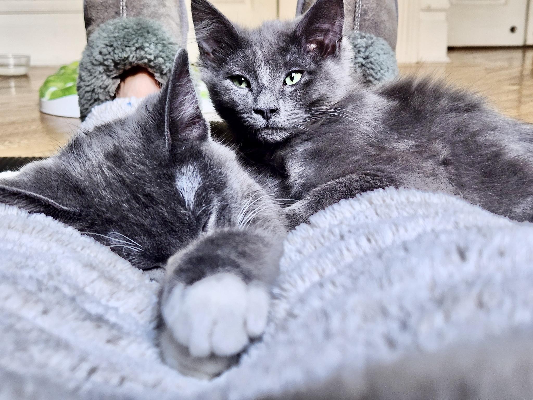 Enlarge Cloud (Bonded with Ash), a Adopted Domestic Short Hair in San Francisco, CA image 4/6