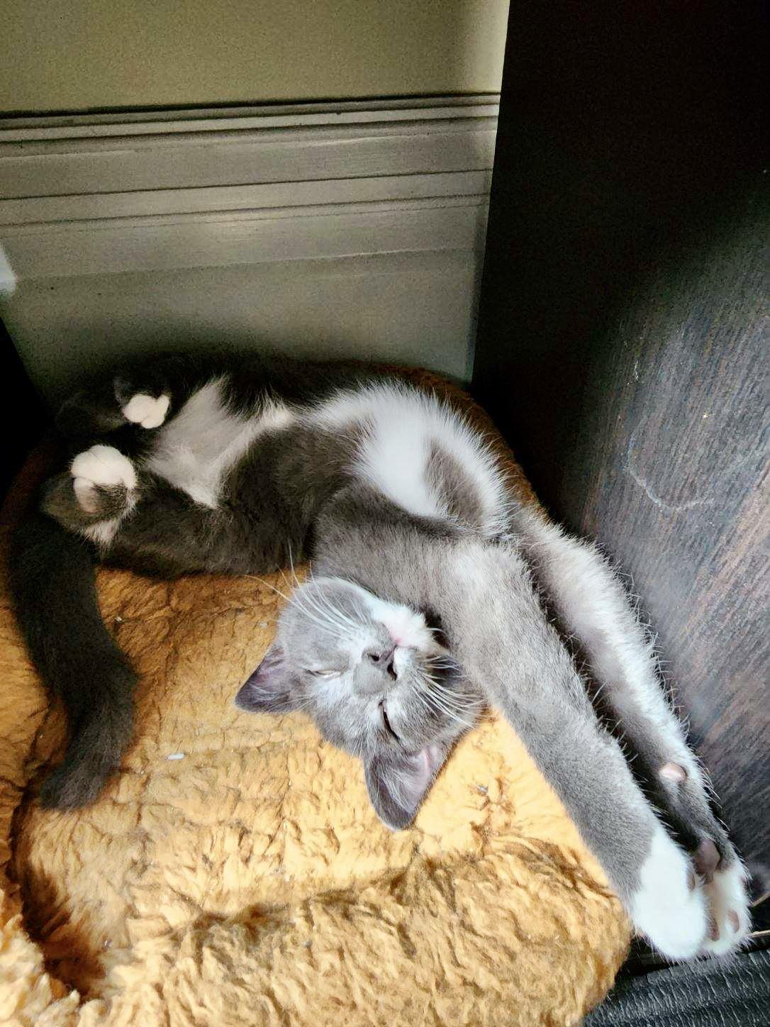 Enlarge Cloud (Bonded with Ash), a Adopted Domestic Short Hair in San Francisco, CA image 5/6