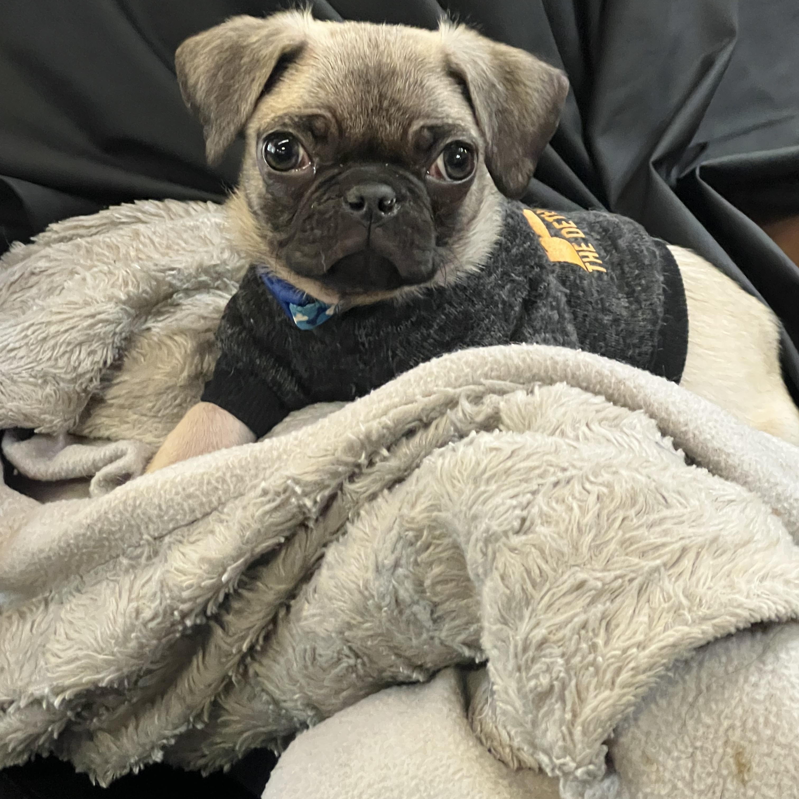 Pugsley, ADOPTABLE, Puppy Male Pug.