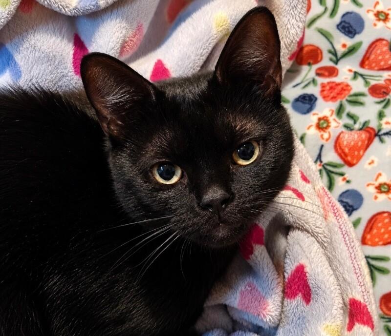 Luke, Adoptable, Adult Male Domestic Short Hair.