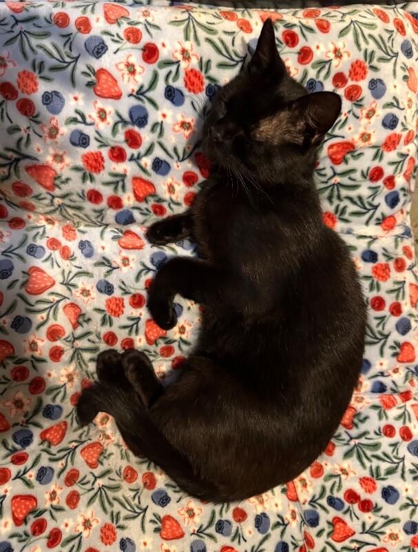 Enlarge Luke, a Adoptable Domestic Short Hair in North Babylon, NY image 3/5