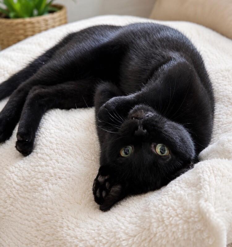 Enlarge Luke, a Adoptable Domestic Short Hair in North Babylon, NY image 4/5