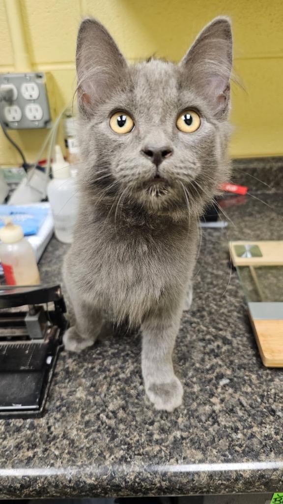 Sparrow, Adopted, Kitten Male Domestic Medium Hair.