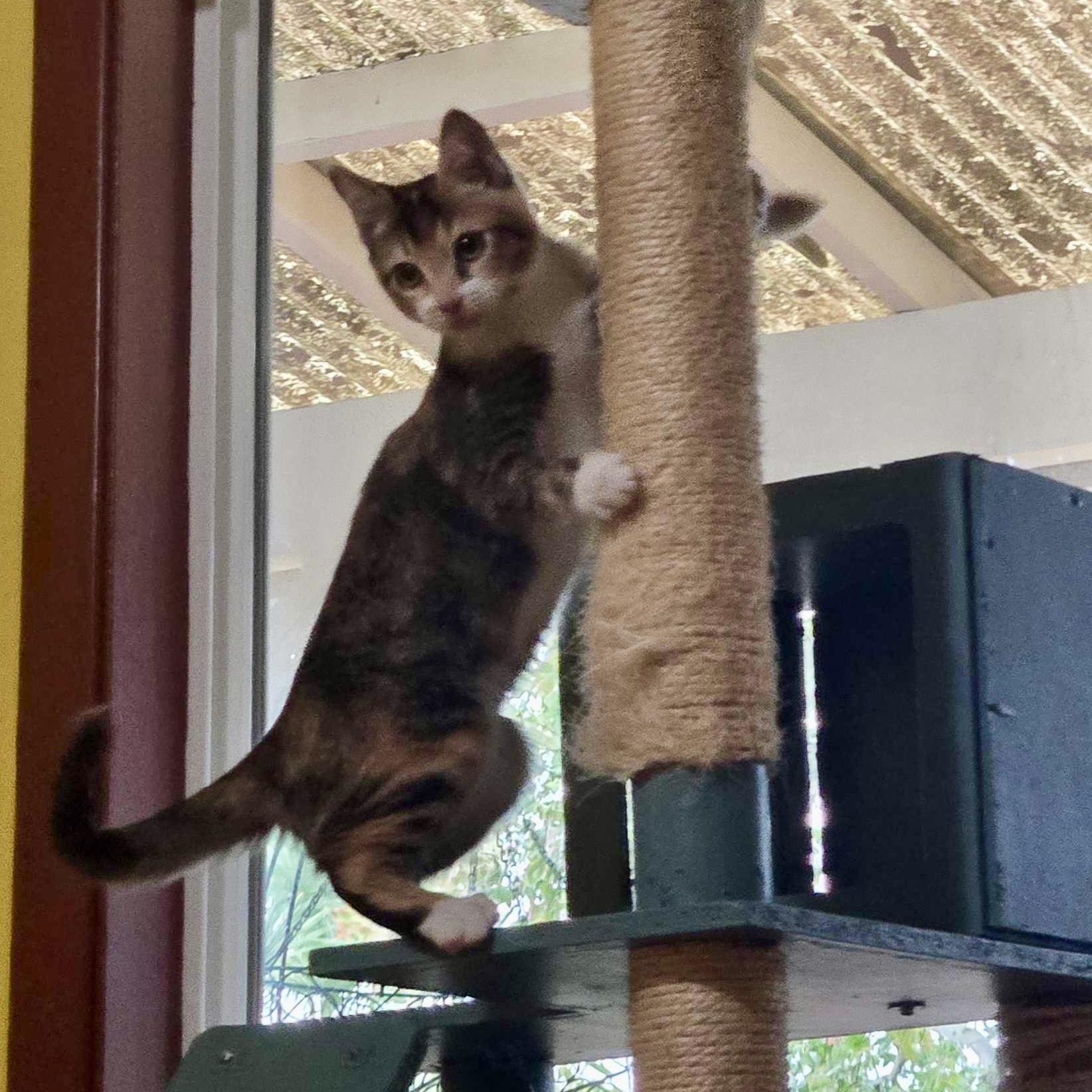 Enlarge Rumi (bonded with Mira), a Adoptable Domestic Long Hair in Wilsonville, OR image 2/4