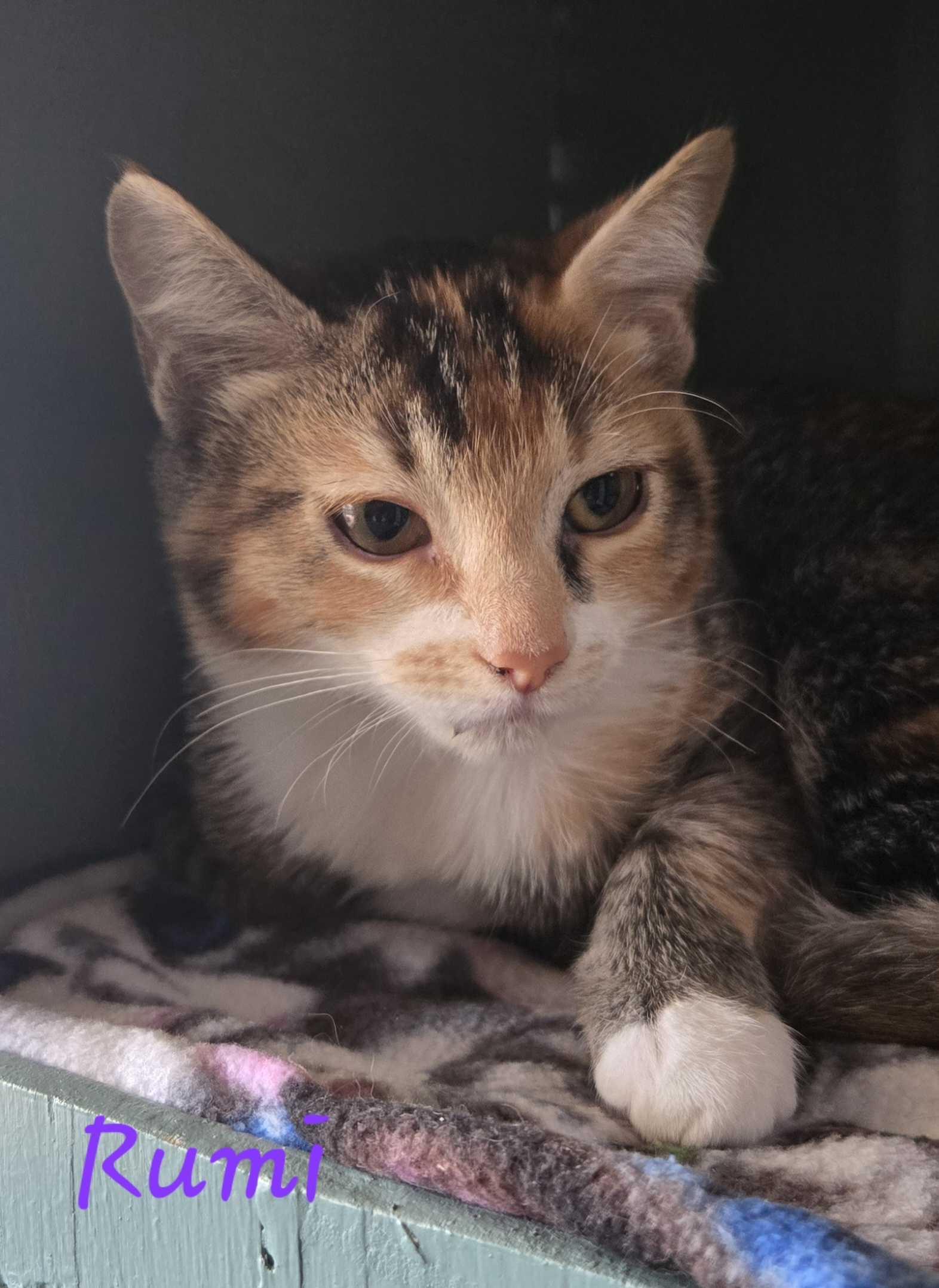 Enlarge Rumi (bonded with Mira), a Adoptable Domestic Long Hair in Wilsonville, OR image 3/4