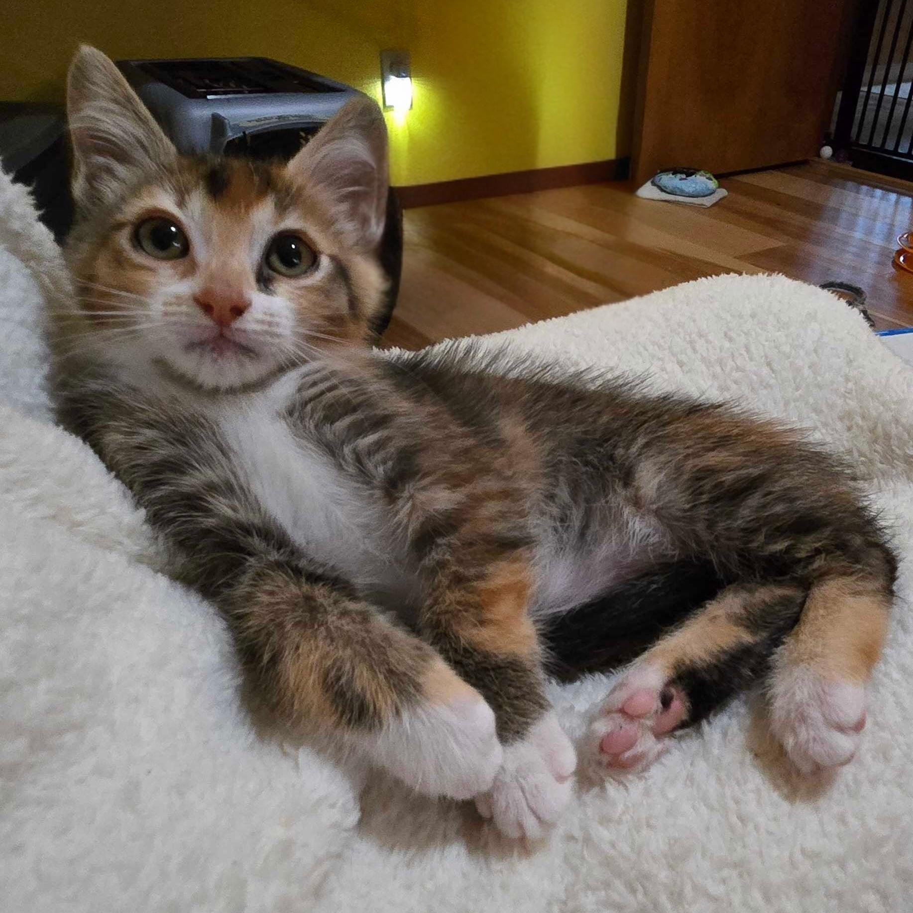 Enlarge Rumi (bonded with Mira), a Adoptable Domestic Long Hair in Wilsonville, OR image 4/4