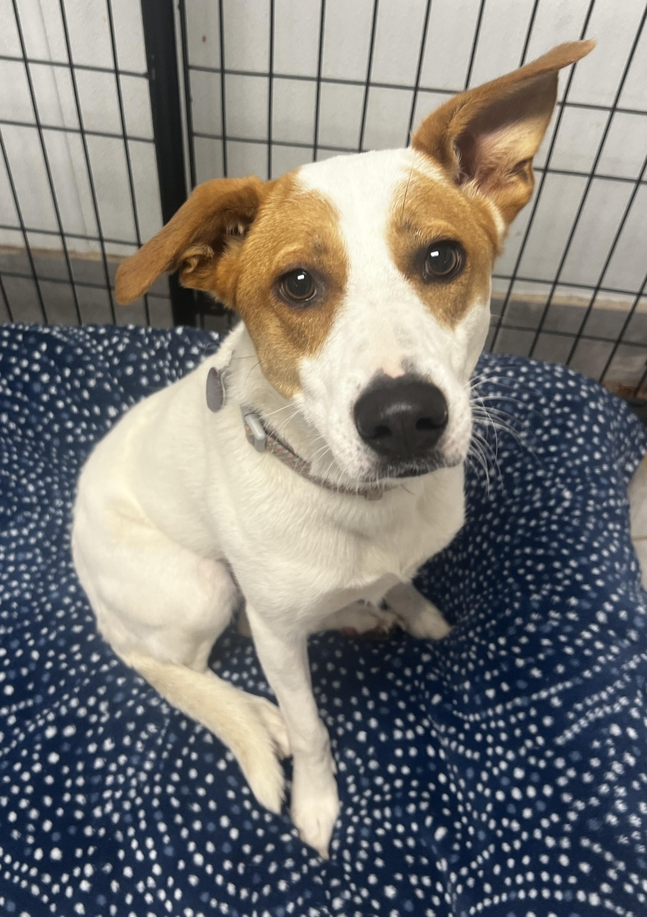 Enlarge Chestnut, a Adoptable mixed breed in Lexington, KY image 2/4