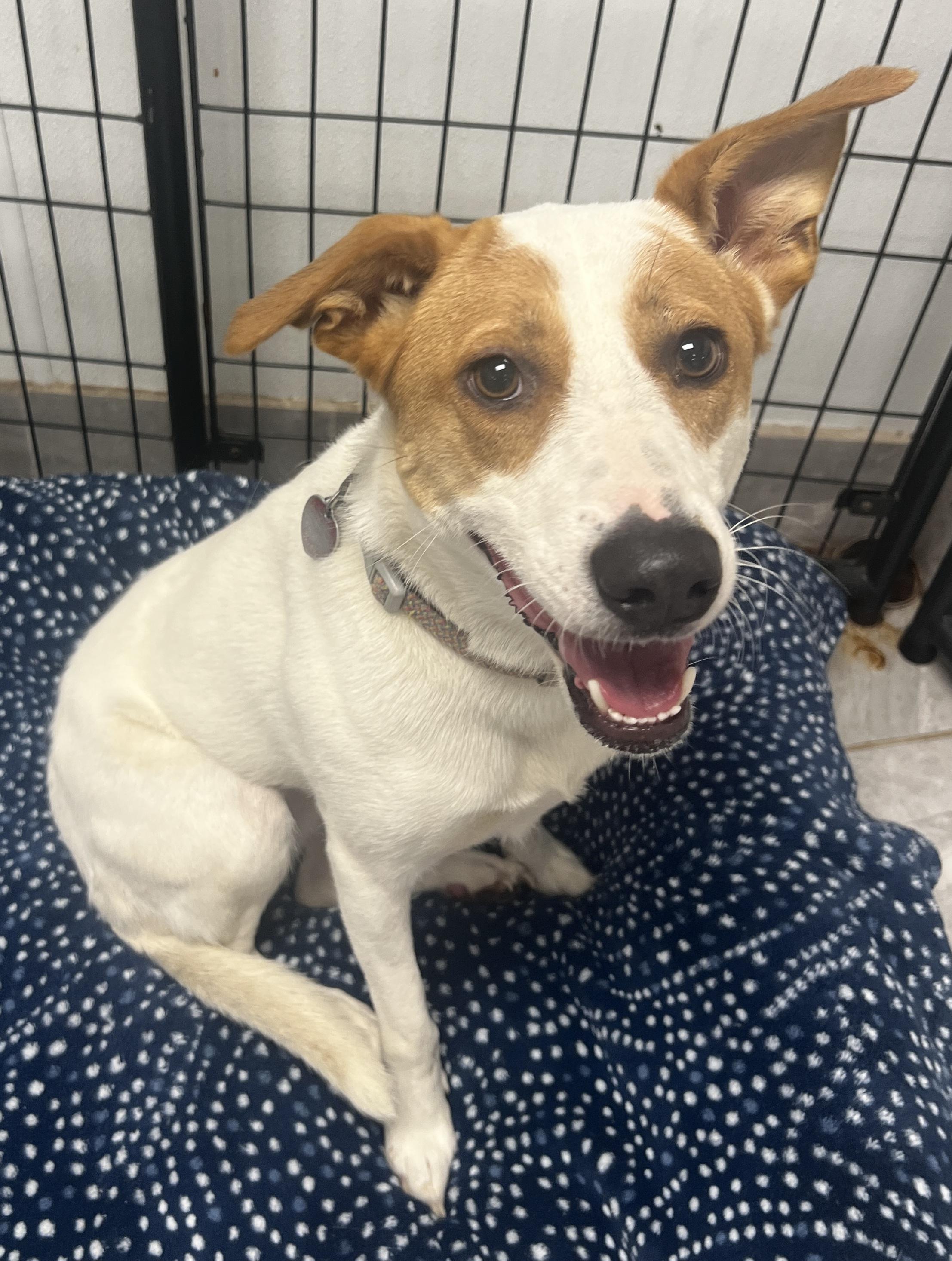 Enlarge Chestnut, a Adoptable mixed breed in Lexington, KY image 3/4