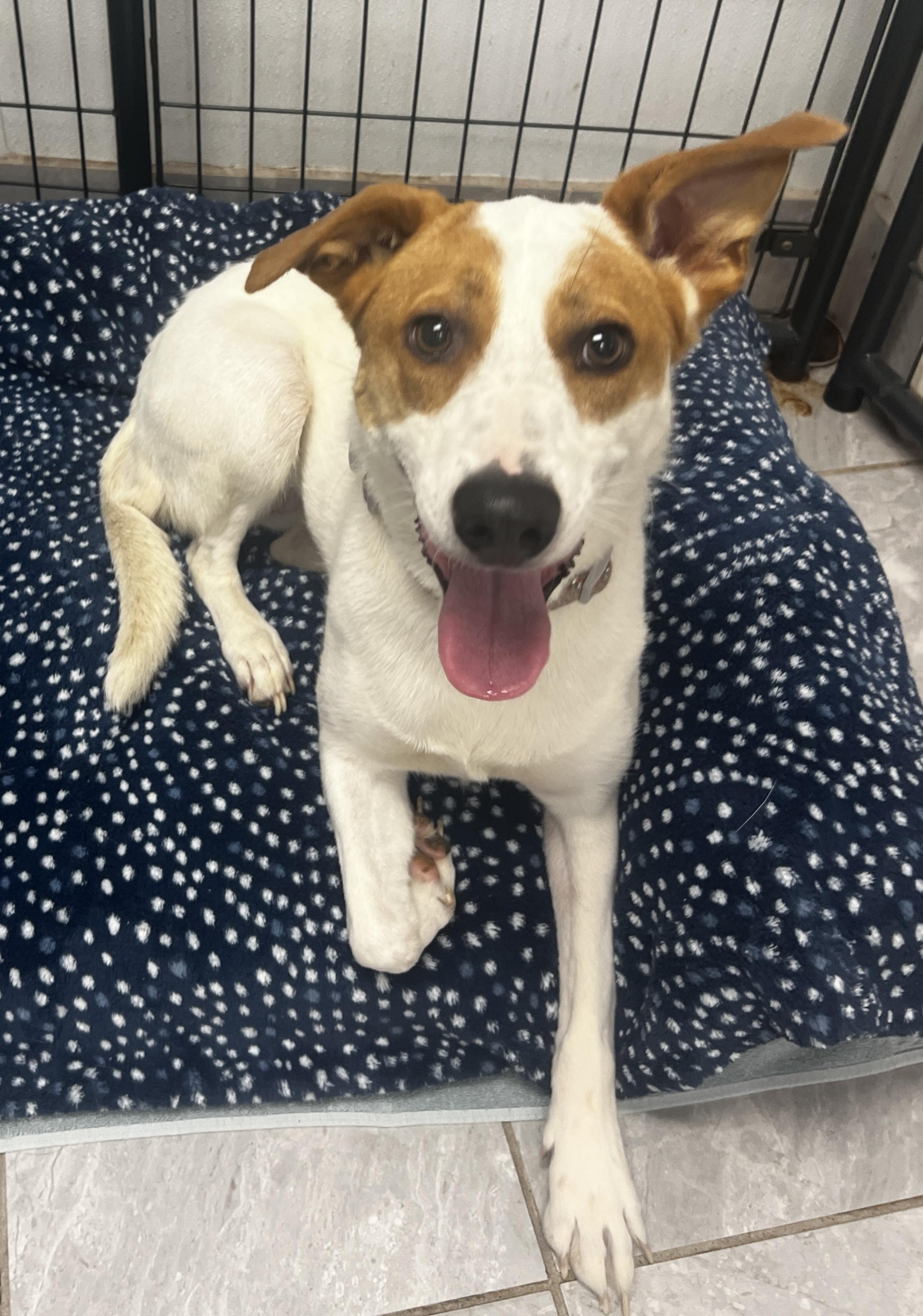 Chestnut, Adoptable, Adult Female Labrador Retriever & Hound.